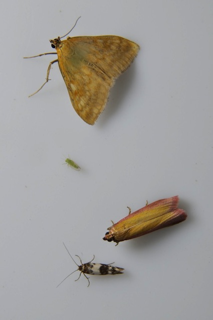 Micro-moths
