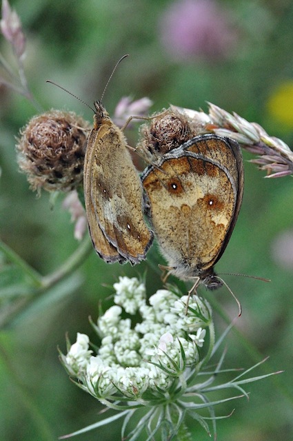 Mariposas diurnas