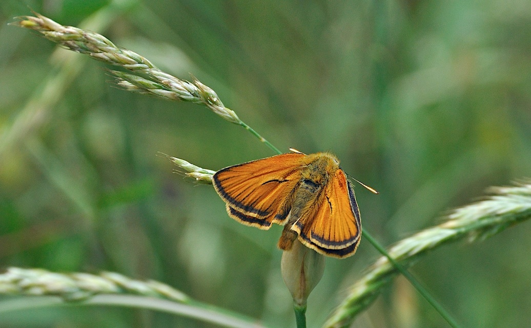 foto A026401, © Adriaan van Os, Corsavy 03-07-2016, altitud 800 m, ♂ Thymelicus sylvestris