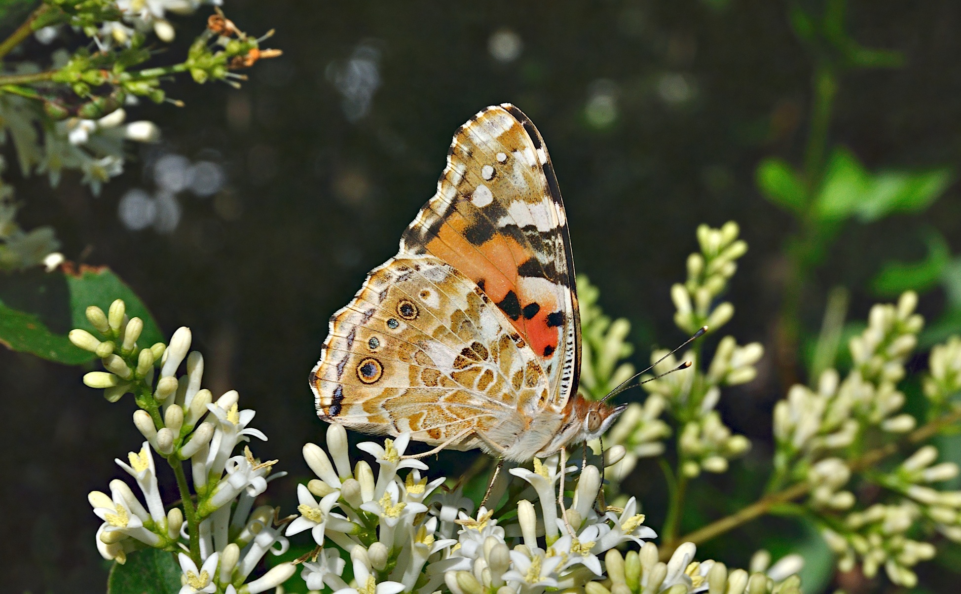 photo A027575, © Adriaan van Os, Corsavy 06-07-2016, altitude 800 m, Vanessa cardui