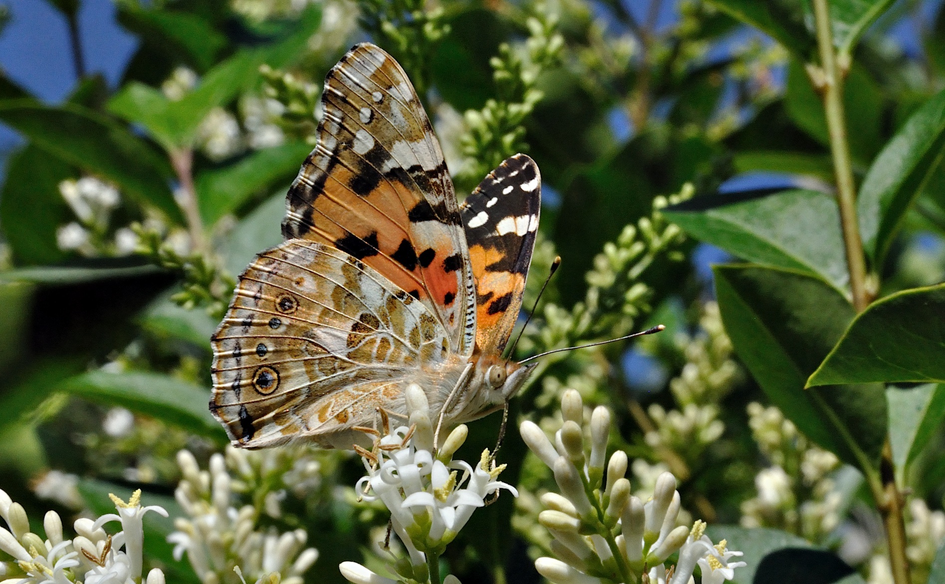 photo A028228, © Adriaan van Os, Corsavy 06-07-2016, altitudo 800 m, Vanessa cardui