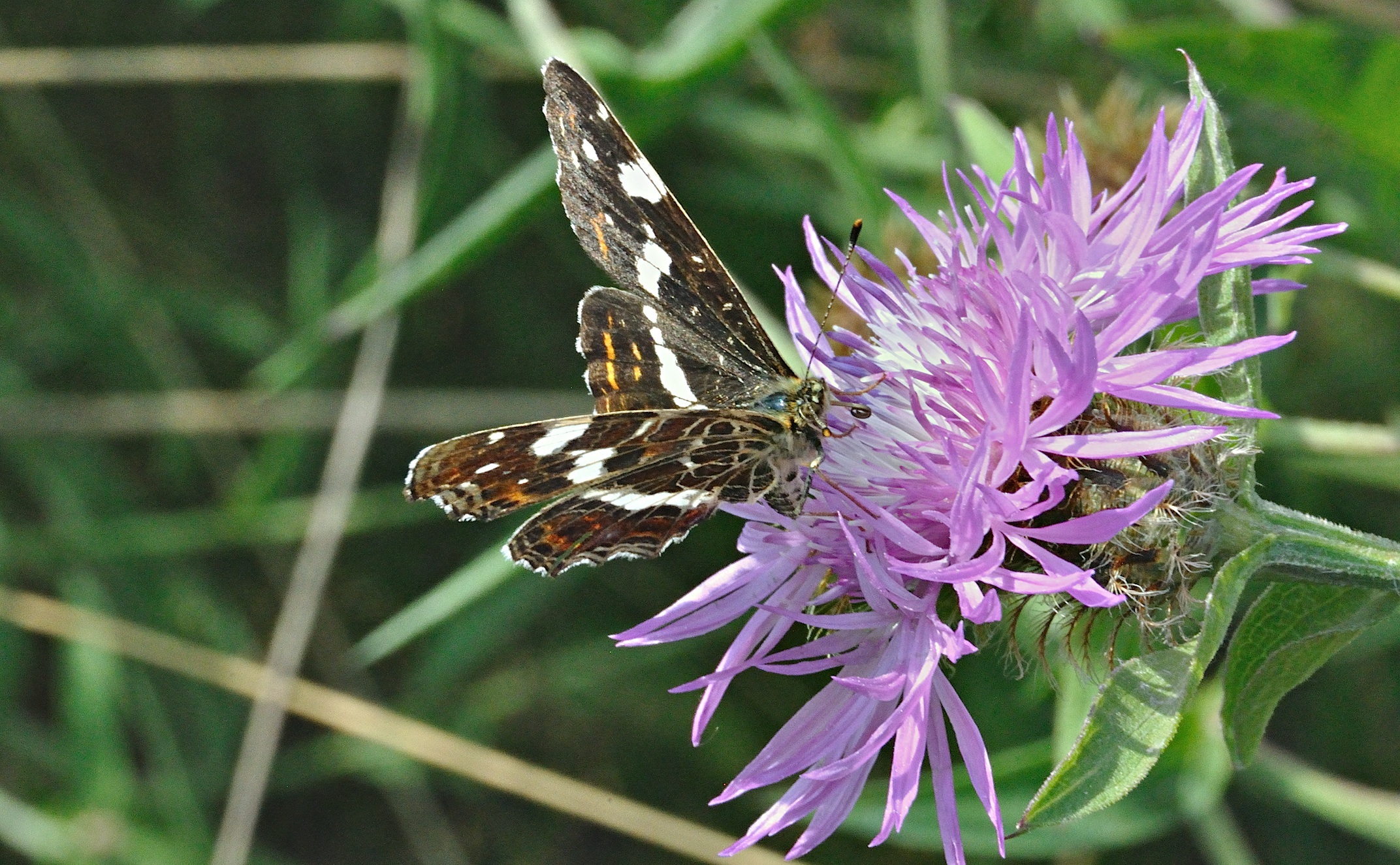 foto A029240, © Adriaan van Os, Aalten 27-07-2016, Araschnia levana