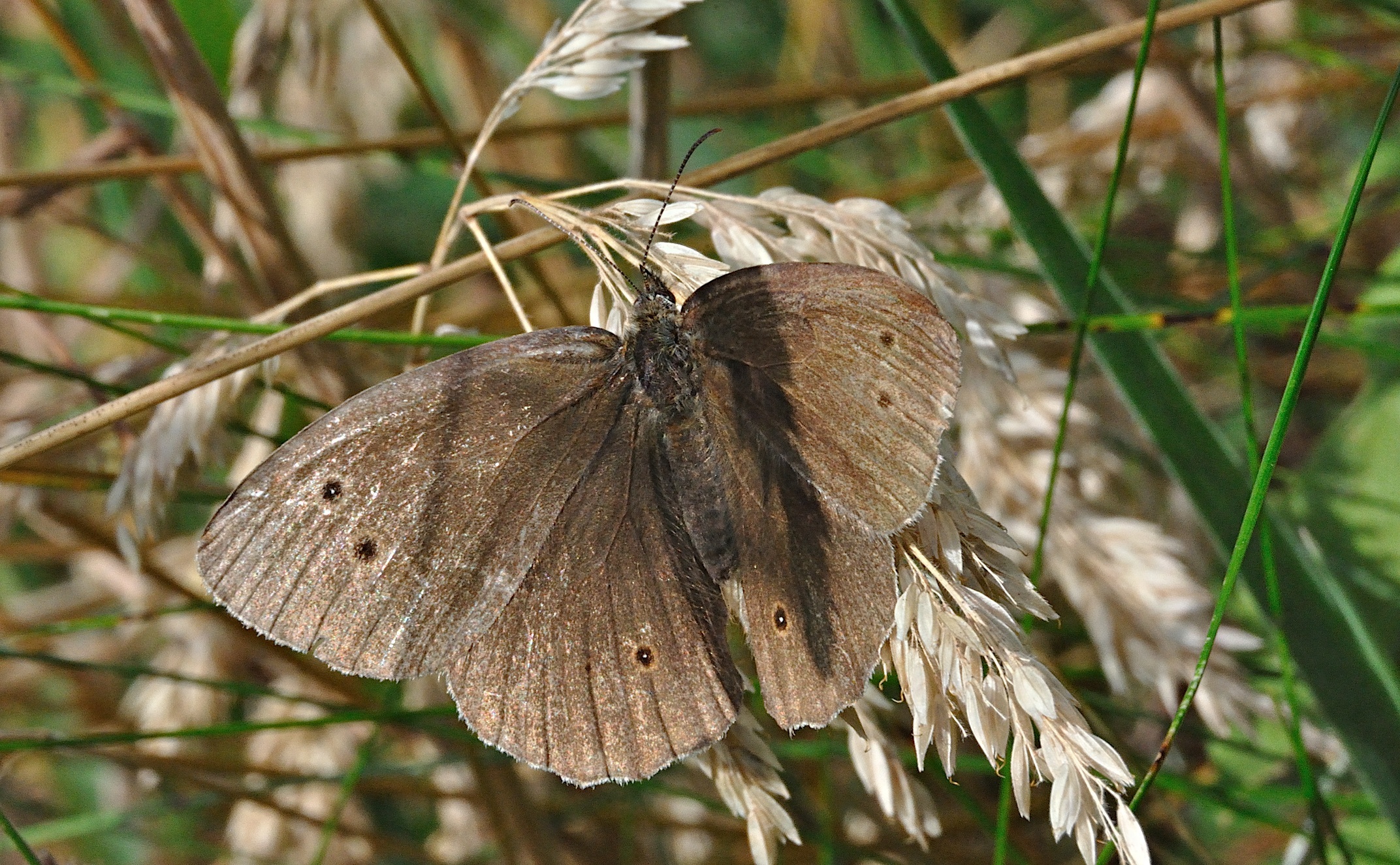 photo A029288, © Adriaan van Os, Aalten 27-07-2016, Aphantopus hyperantus