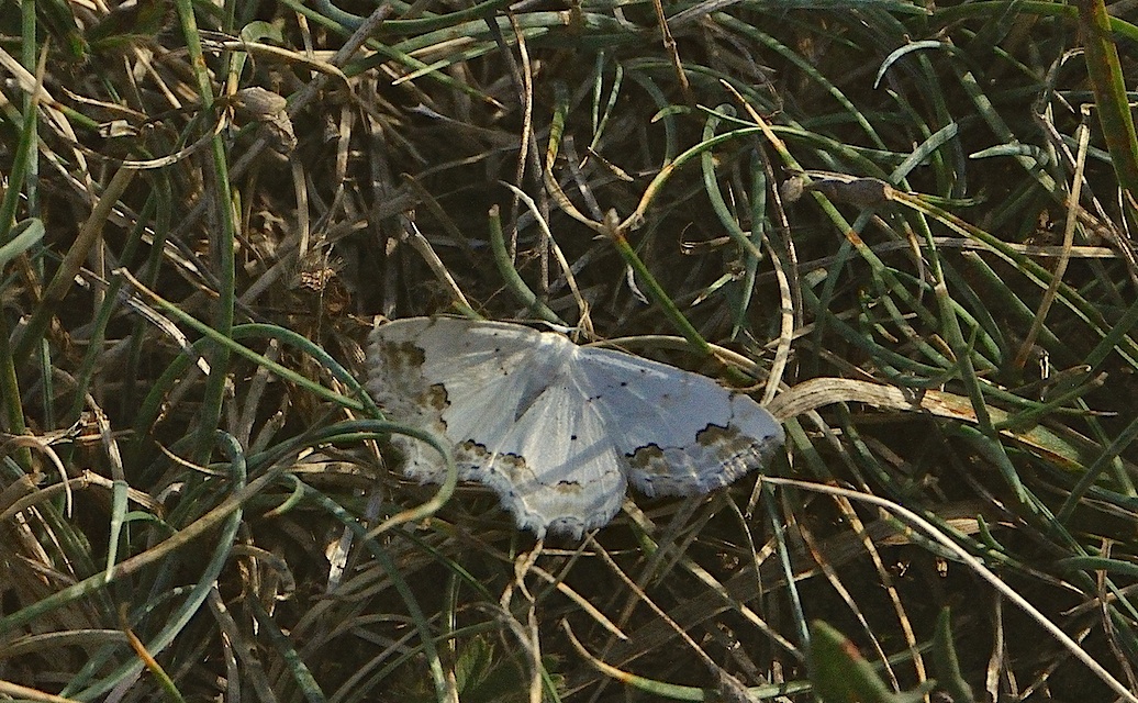 photo A029809, © Adriaan van Os, Corsavy 19-09-2016, altitudo 800 m, Scopula ornata