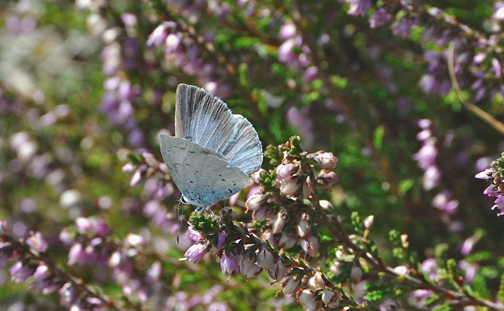 photo A029832, © Adriaan van Os, Corsavy 19-09-2016, altitude 800 m, ♀ Celastrina argiolus