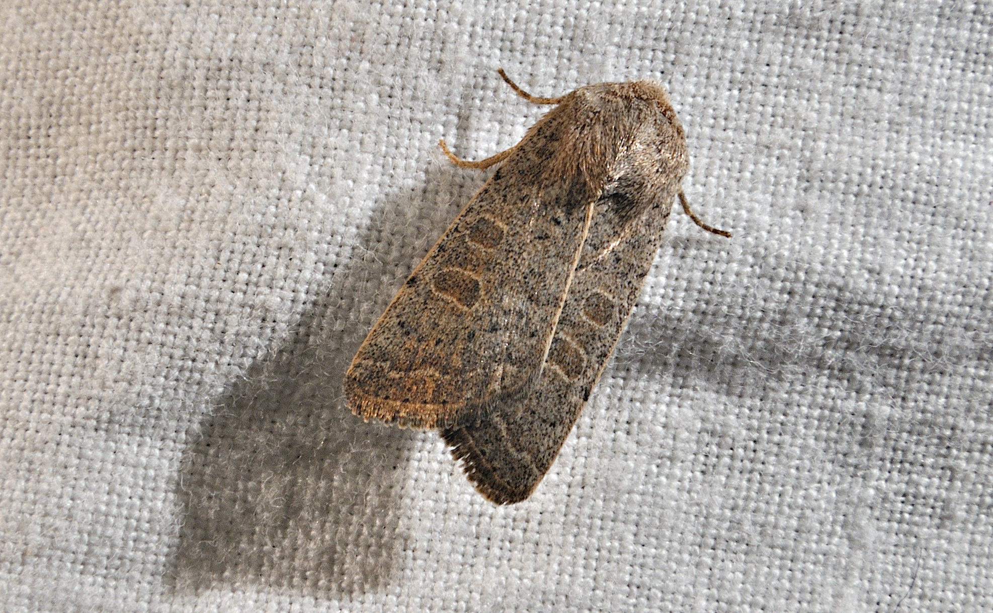 Foto A030536, © Adriaan van Os, Corsavy 03-10-2016, H�he 800 m, Hoplodrina ambigua