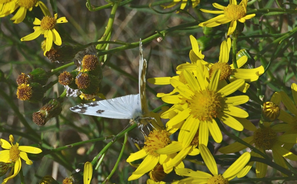 photo A031693, © Adriaan van Os, Corsavy 15-10-2016, altitudo 800 m, ♂ Pontia daplidice