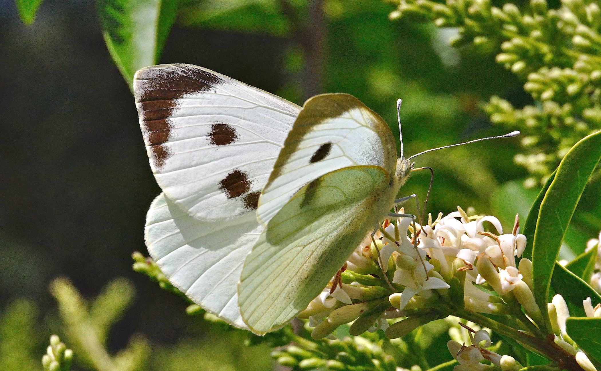 photo A036249, © Adriaan van Os, Corsavy 06-06-2017, altitudo 800 m, ♀ Pieris brassicae