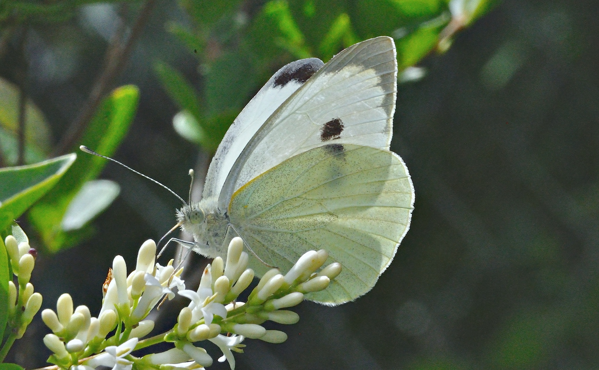 photo A036270, © Adriaan van Os, Corsavy 06-06-2017, altitude 800 m, ♀ Pieris brassicae