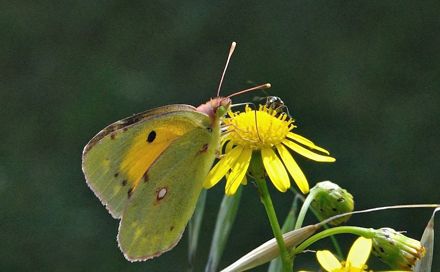 photo A036316, © Adriaan van Os, Corsavy 06-06-2017, altitude 800 m, ♀ Colias croceus