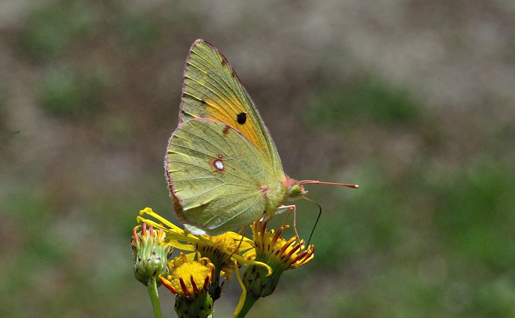 photo A036327, © Adriaan van Os, Corsavy 06-06-2017, altitude 800 m, ♀ Colias croceus