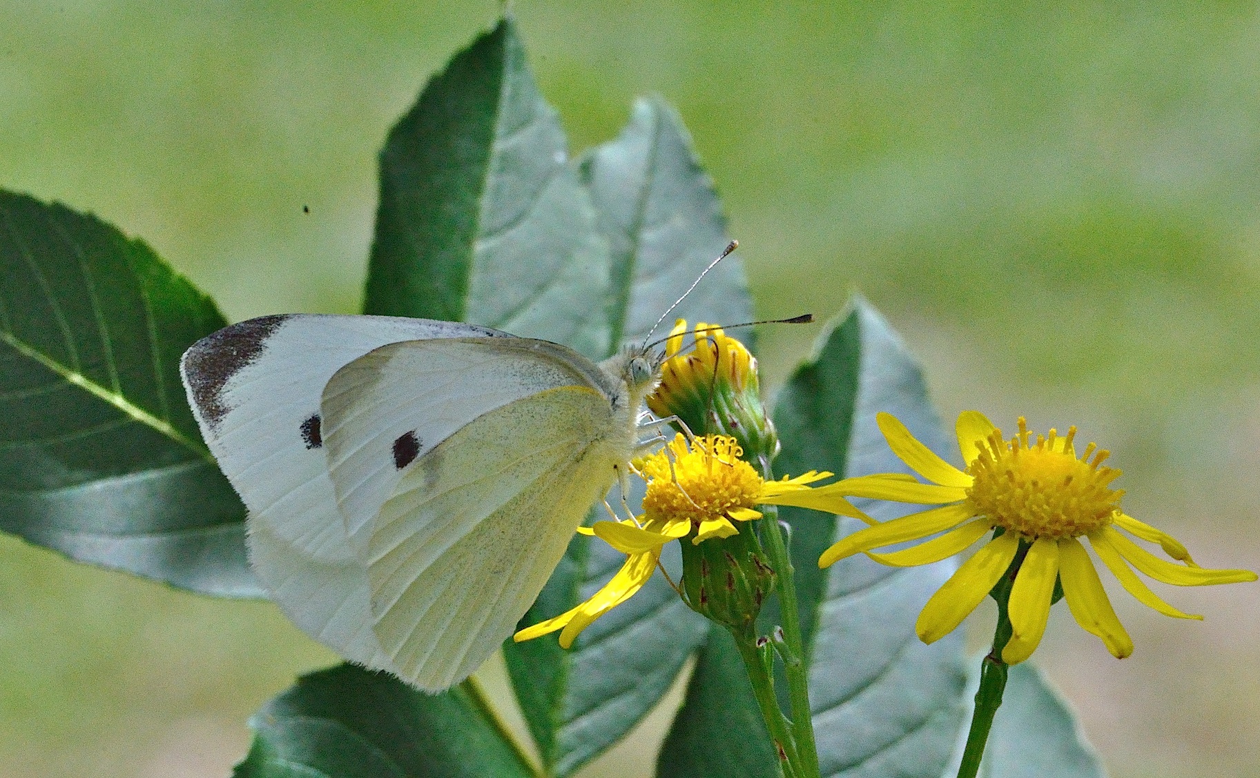 foto A036344, © Adriaan van Os, Corsavy 06-06-2017, hoogte 800 m, ♀ Pieris rapae