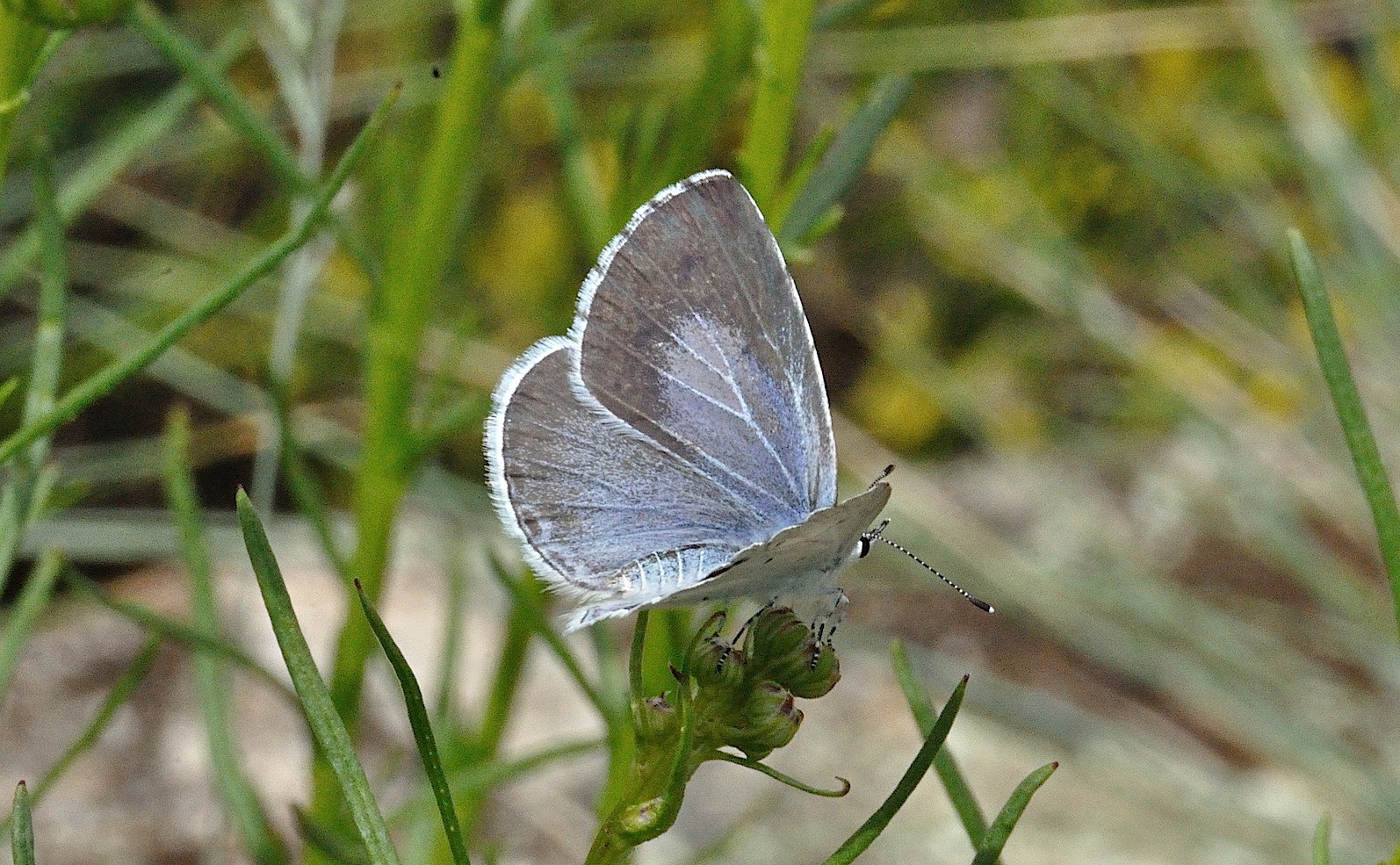 photo A036359, © Adriaan van Os, Corsavy 06-06-2017, altitude 800 m, ♀ Celastrina argiolus