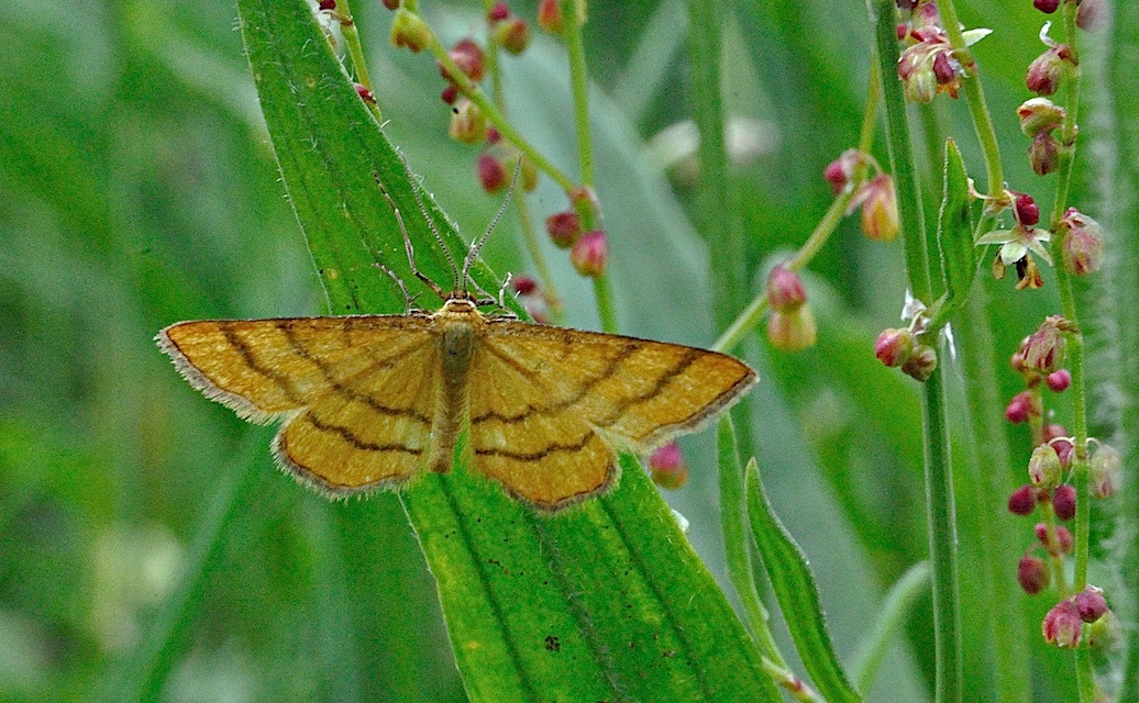 foto A036410, © Adriaan van Os, Corsavy 07-06-2017, hoogte 800 m, Idaea aureolaria