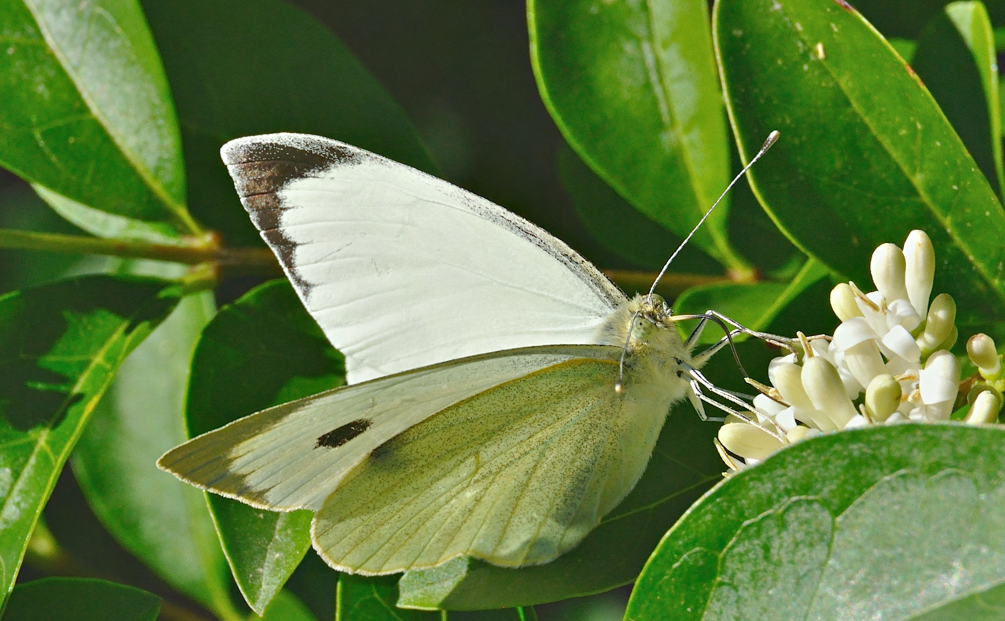 photo A036520, © Adriaan van Os, Corsavy 08-06-2017, altitude 800 m, ♂ Pieris brassicae