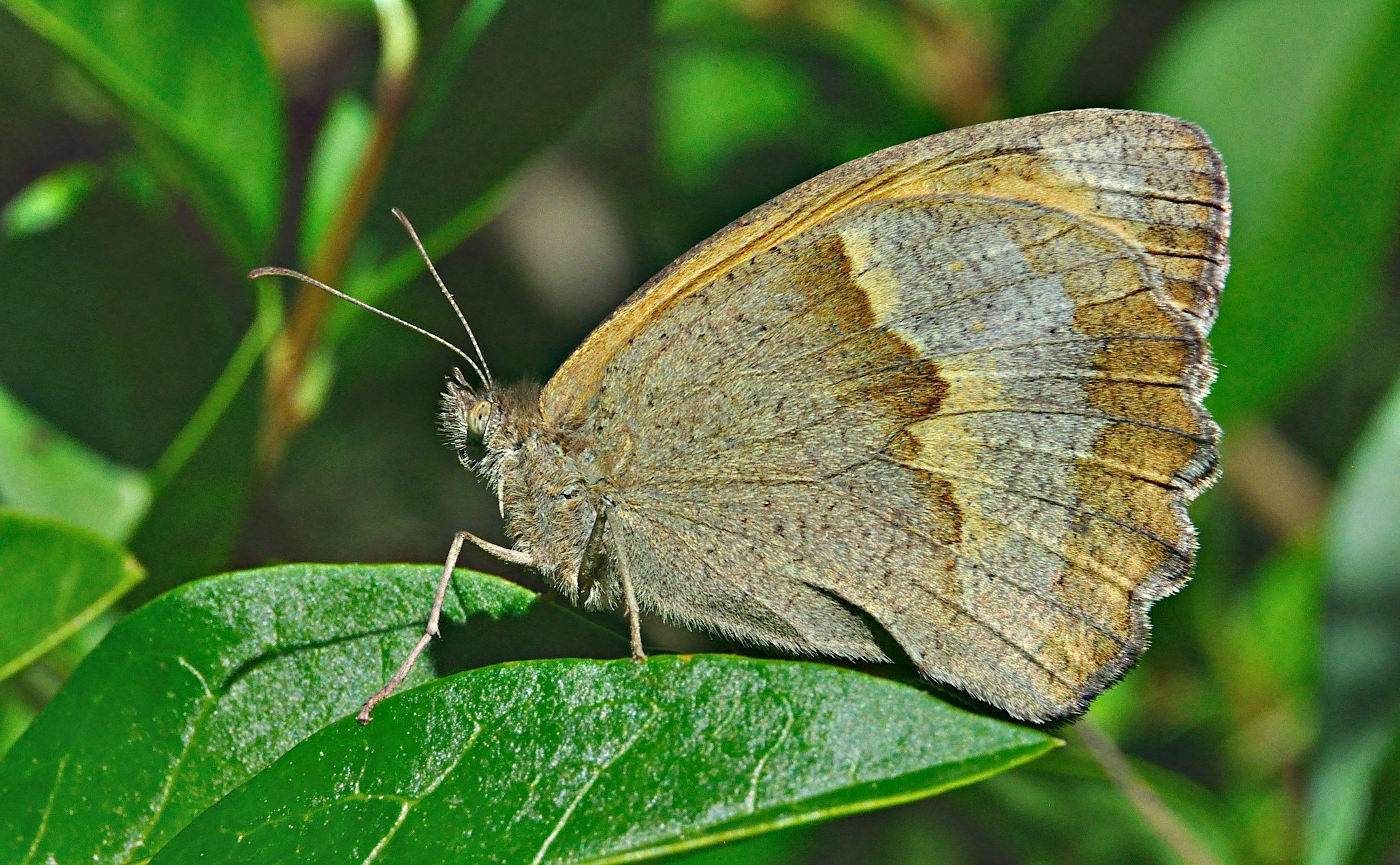 photo A036795, © Adriaan van Os, Corsavy 10-06-2017, altitude 800 m, ♀ Maniola jurtina hispulla