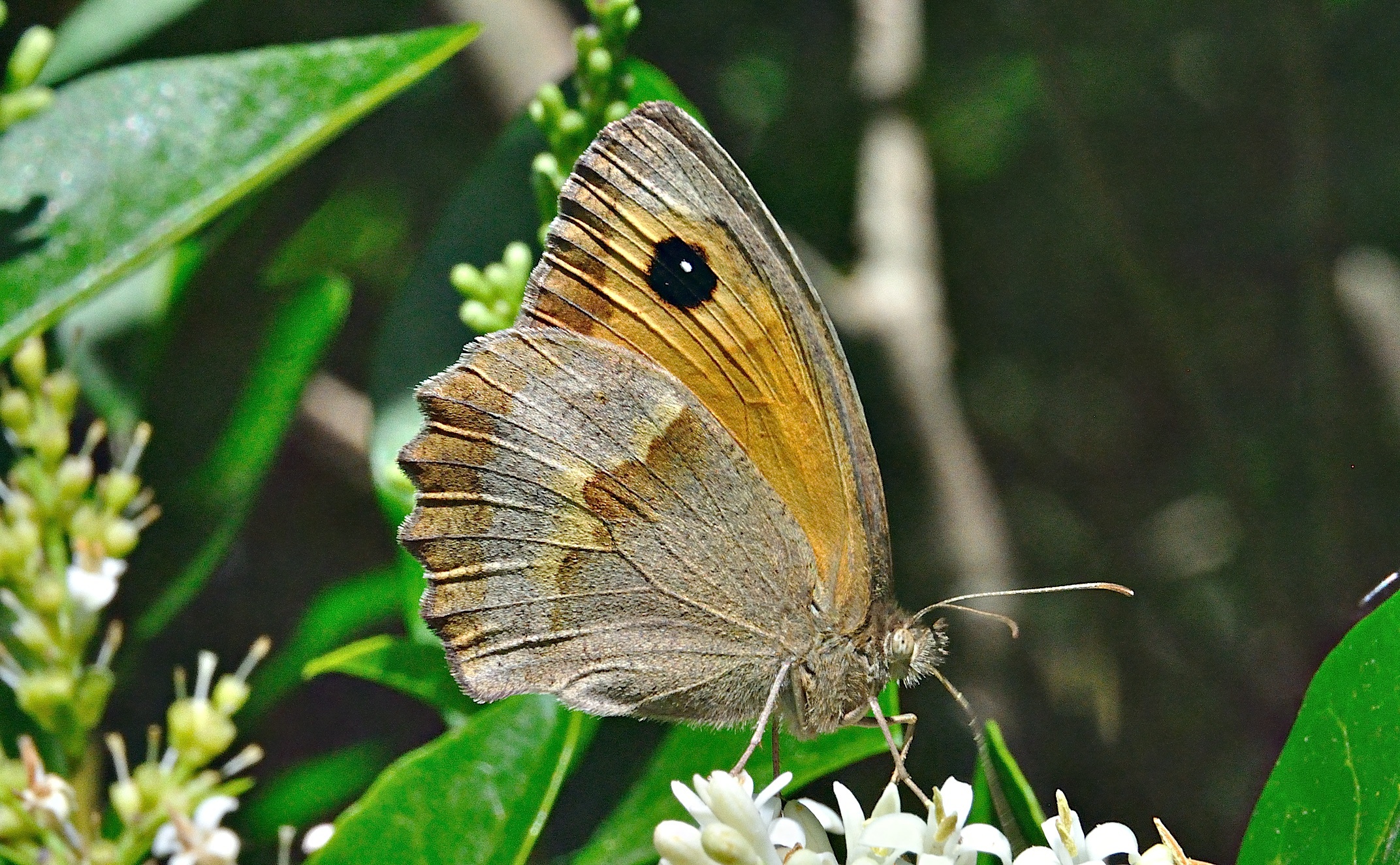 photo A036805, © Adriaan van Os, Corsavy 10-06-2017, altitude 800 m, ♀ Maniola jurtina hispulla