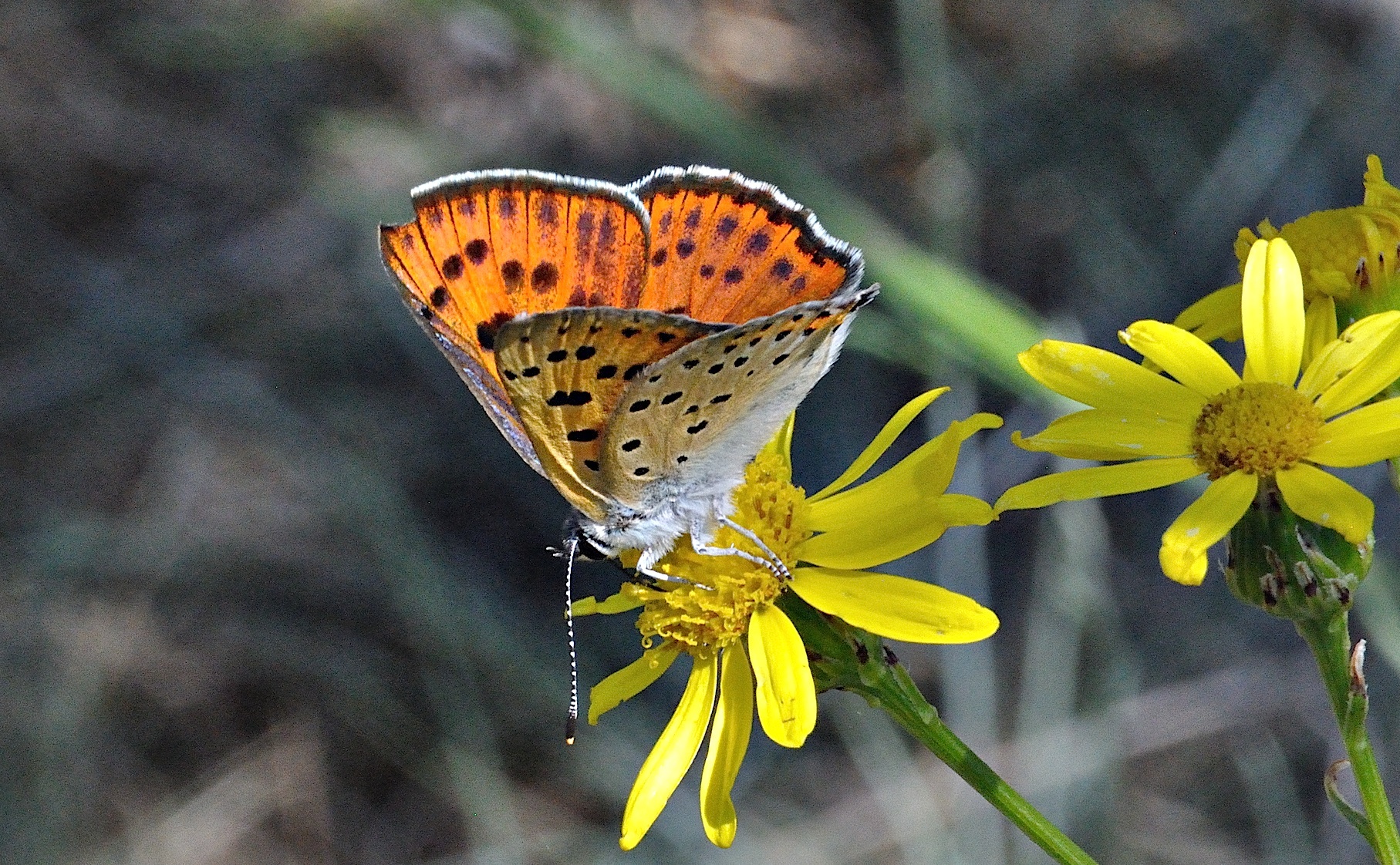 foto A036974, © Adriaan van Os, Corsavy 10-06-2017, altitud 800 m, ♀ Lycaena alciphron