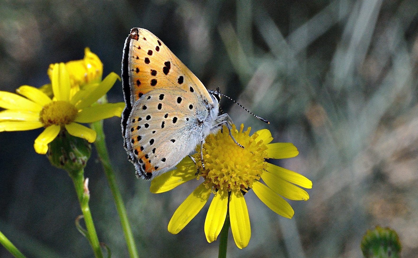 foto A036983, © Adriaan van Os, Corsavy 10-06-2017, hoogte 800 m, ♀ Lycaena alciphron