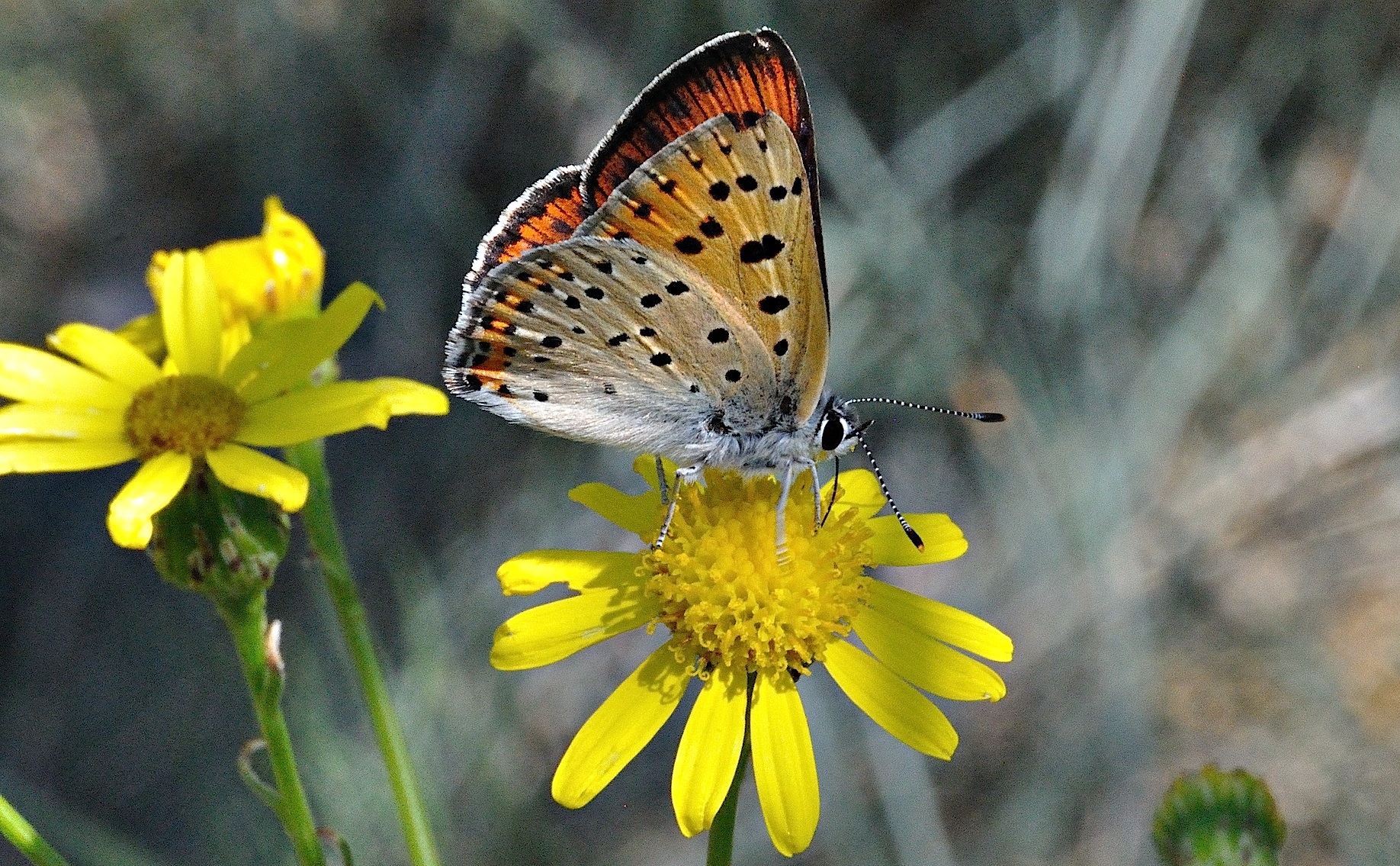 foto A036985, © Adriaan van Os, Corsavy 10-06-2017, altitud 800 m, ♀ Lycaena alciphron