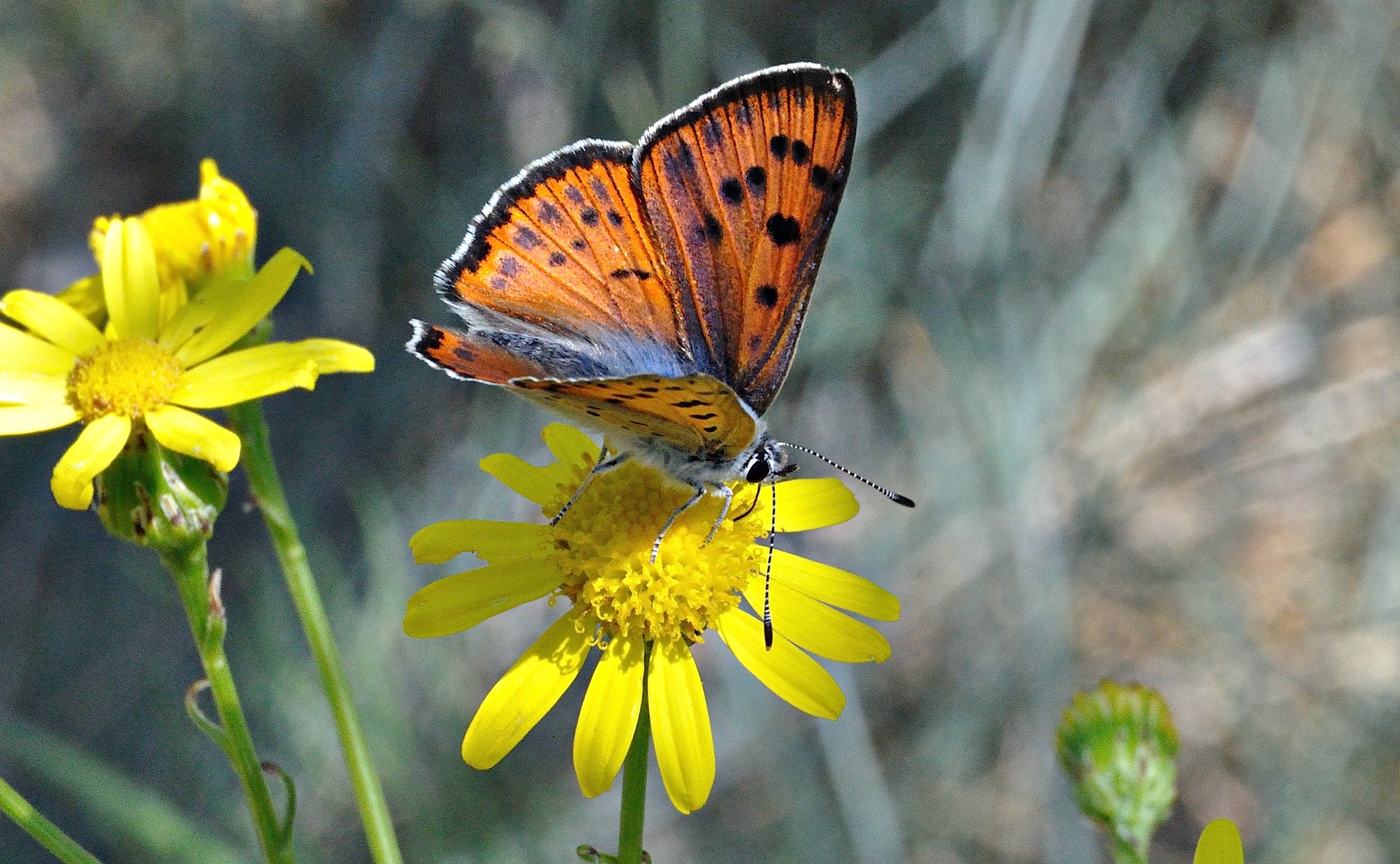 foto A036991, © Adriaan van Os, Corsavy 10-06-2017, altitud 800 m, ♀ Lycaena alciphron