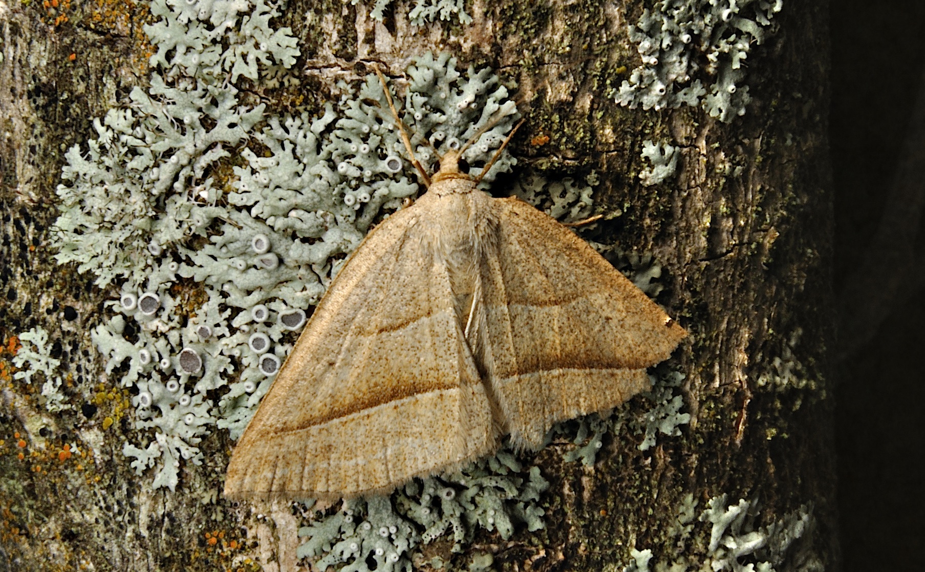 foto A037071, © Adriaan van Os, Corsavy 10-06-2017, hoogte 800 m, Petrophora chlorosata, beschadigd