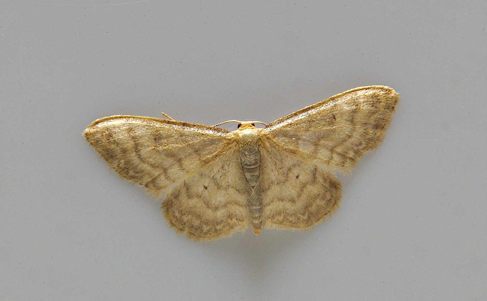 foto A037354, © Adriaan van Os, Corsavy 11-06-2017, hoogte 800 m, Idaea dilutaria