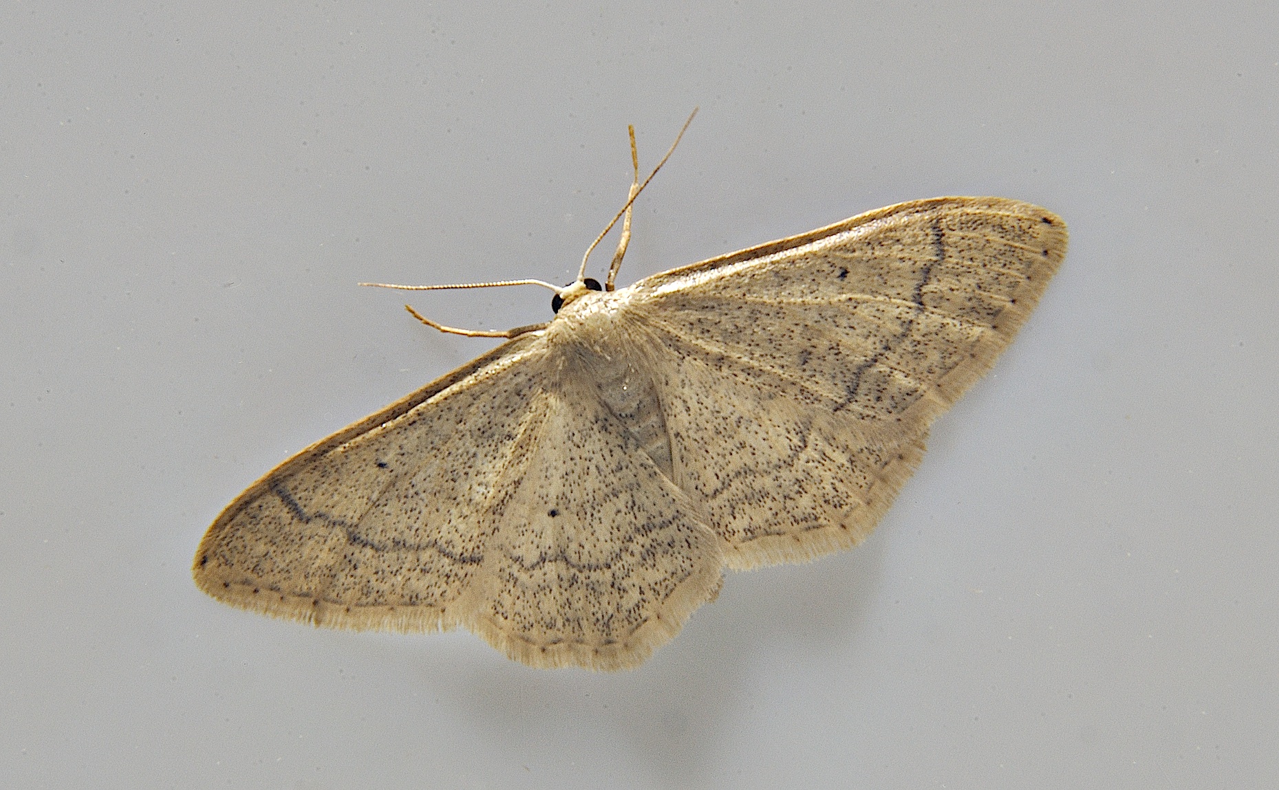 photo A037402, © Adriaan van Os, Corsavy 11-06-2017, altitude 800 m, Idaea aversata ?