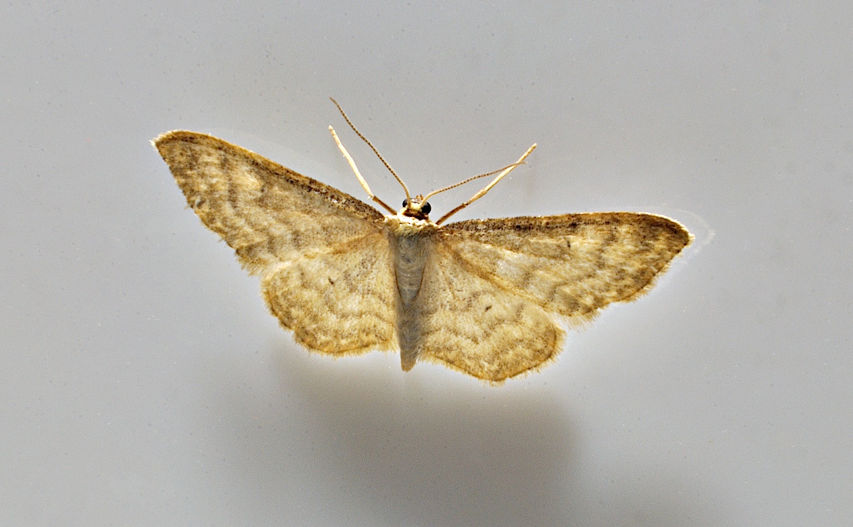 foto A037410, © Adriaan van Os, Corsavy 11-06-2017, hoogte 800 m, Idaea fuscovenosa