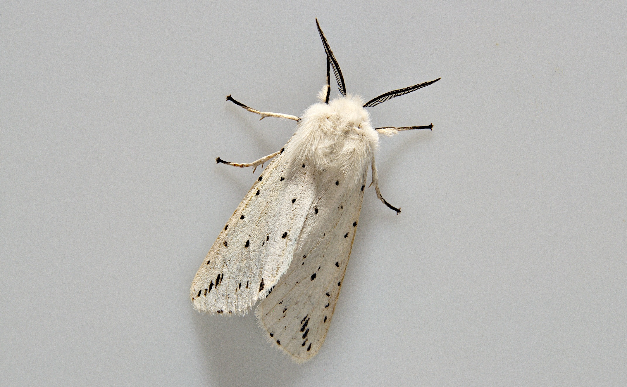 foto A037529, © Adriaan van Os, 49 x 32 (1) mm, Corsavy 12-06-2017, altitud 800 m, ♂ Spilosoma lubricipeda