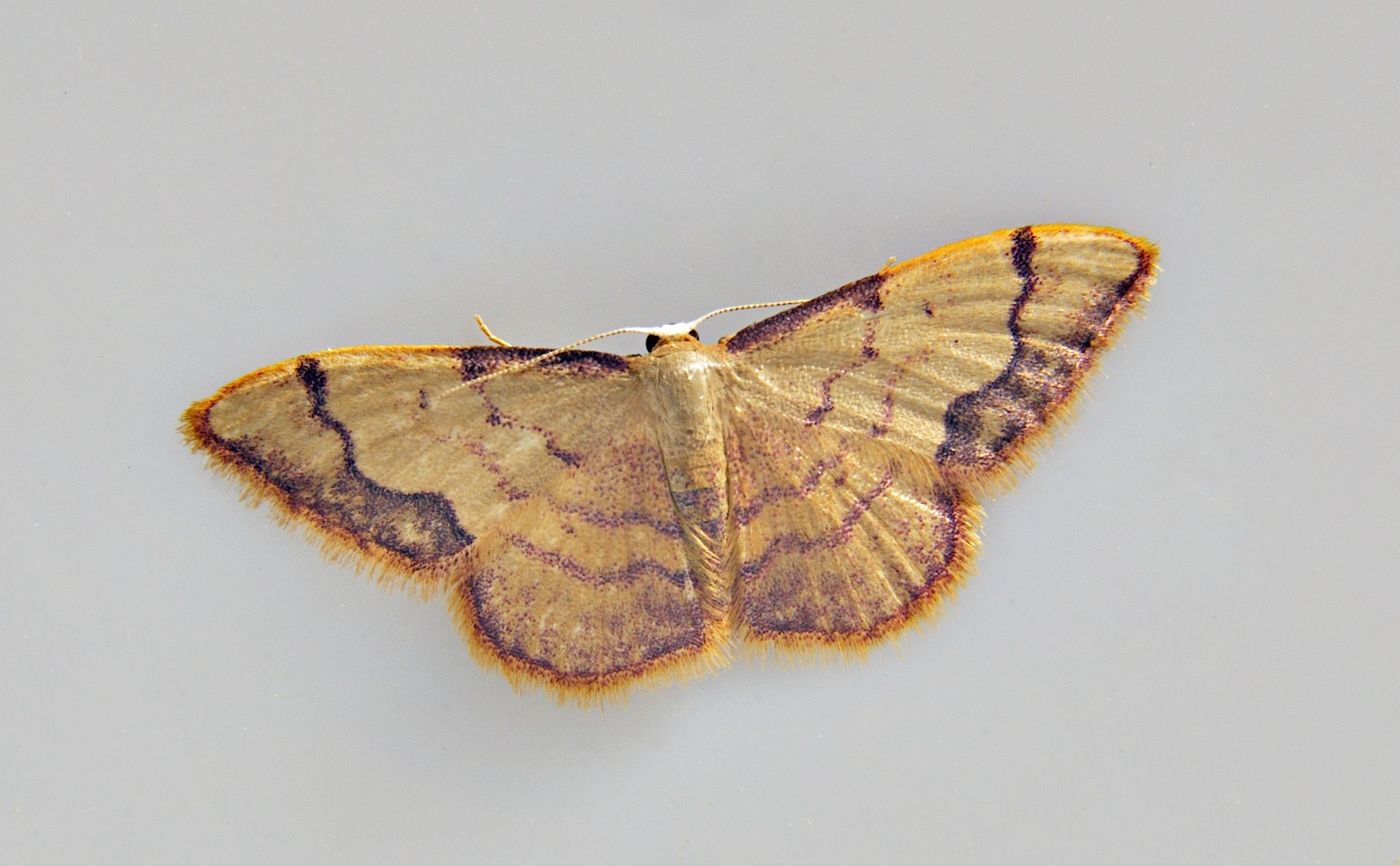 photo A037579, © Adriaan van Os, Corsavy 12-06-2017, altitude 800 m, Idaea ostrinaria