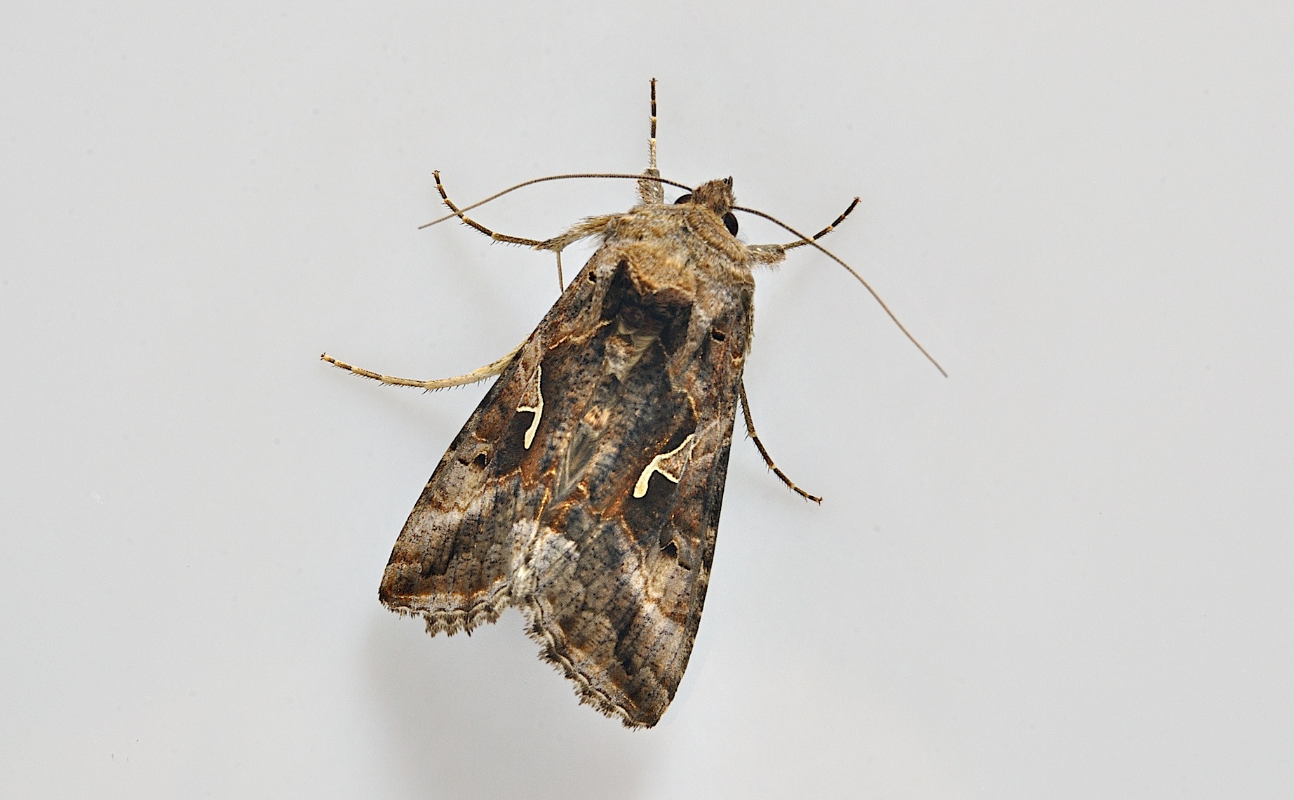 foto A037593, © Adriaan van Os, Corsavy 12-06-2017, hoogte 800 m, Autographa gamma