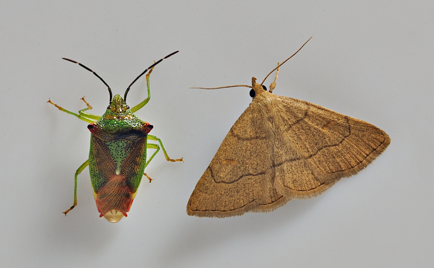 foto A037650, © Adriaan van Os, Corsavy 12-06-2017, hoogte 800 m, Paracolax tristalis (rechts) met Elasmostethus interstinctus (links)