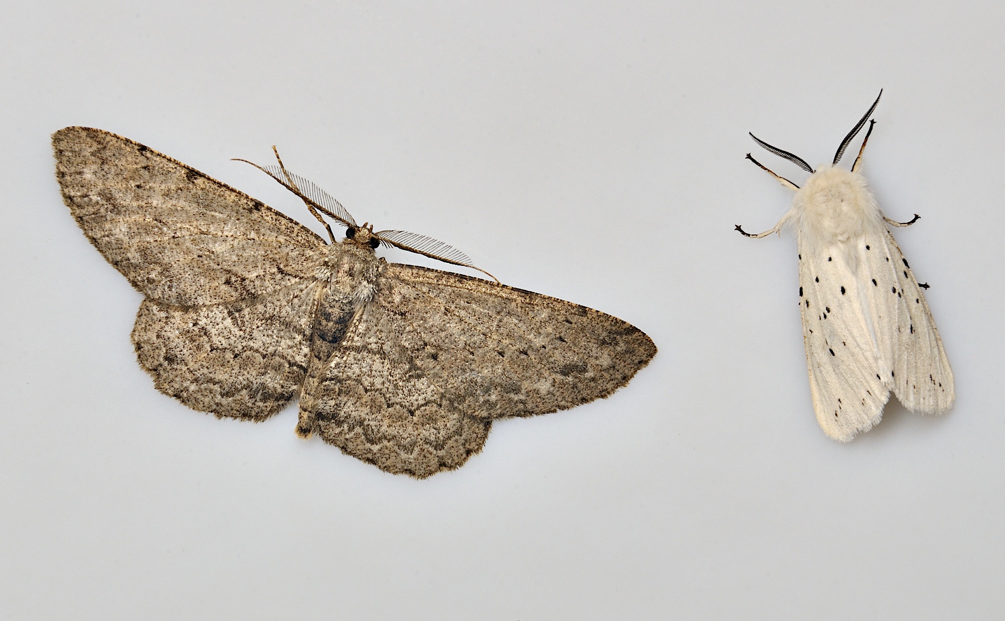 photo A037758, © Adriaan van Os, Corsavy 13-06-2017, altitude 800 m, Hypomecis punctinalis with Spilosoma urticae