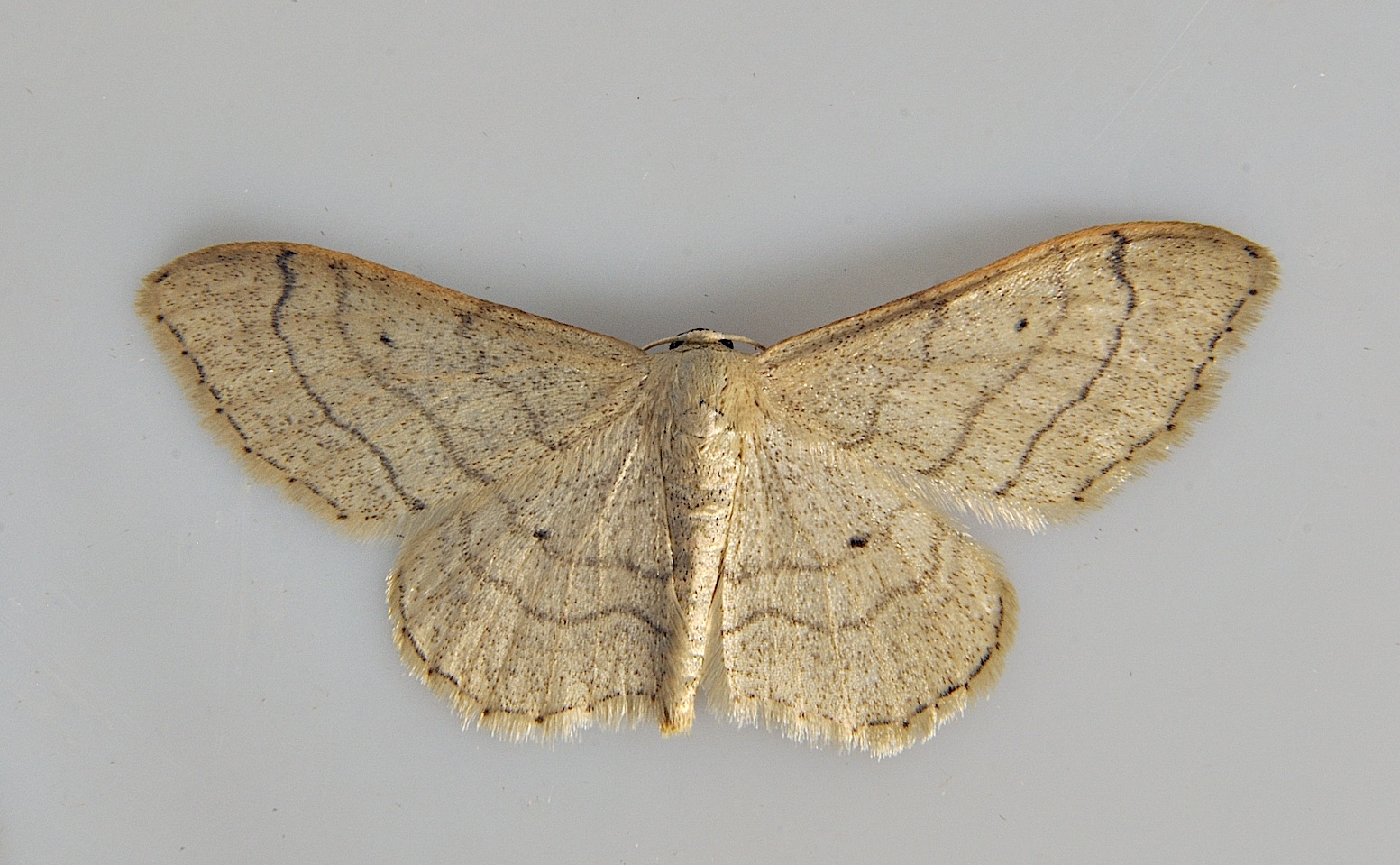 foto A037821, © Adriaan van Os, Corsavy 13-06-2017, altitud 800 m, Idaea aversata ?