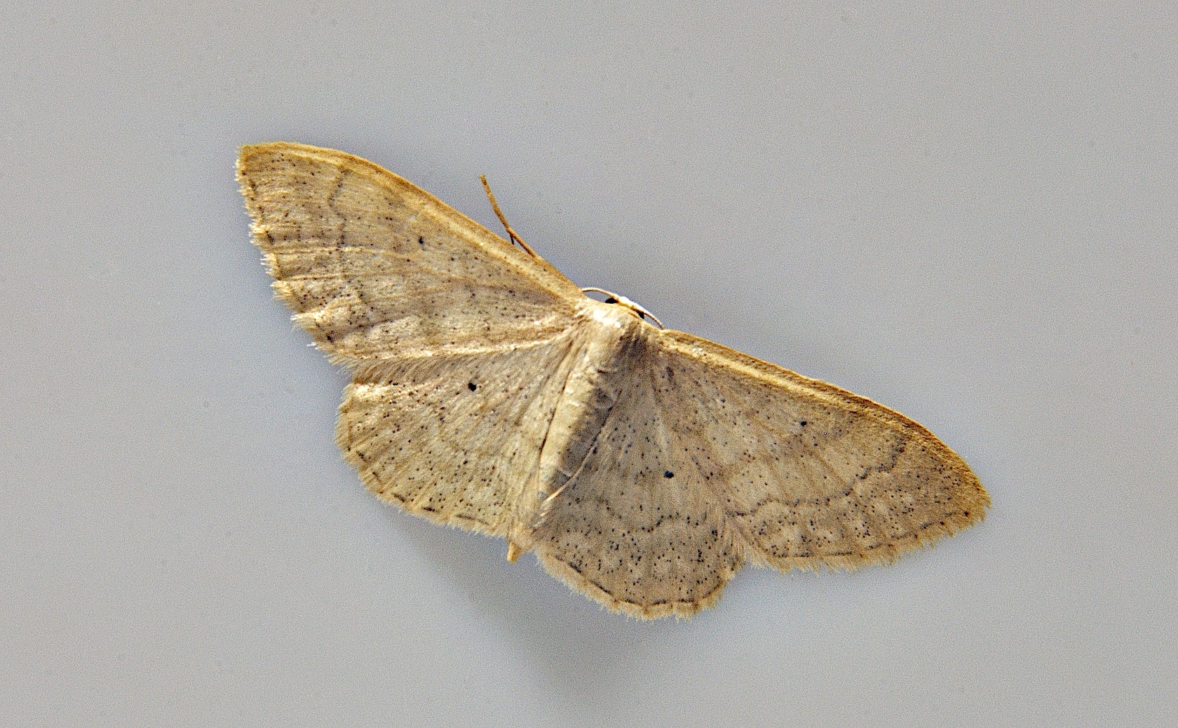 foto A037907, © Adriaan van Os, Corsavy 13-06-2017, hoogte 800 m, Idaea deversaria ?