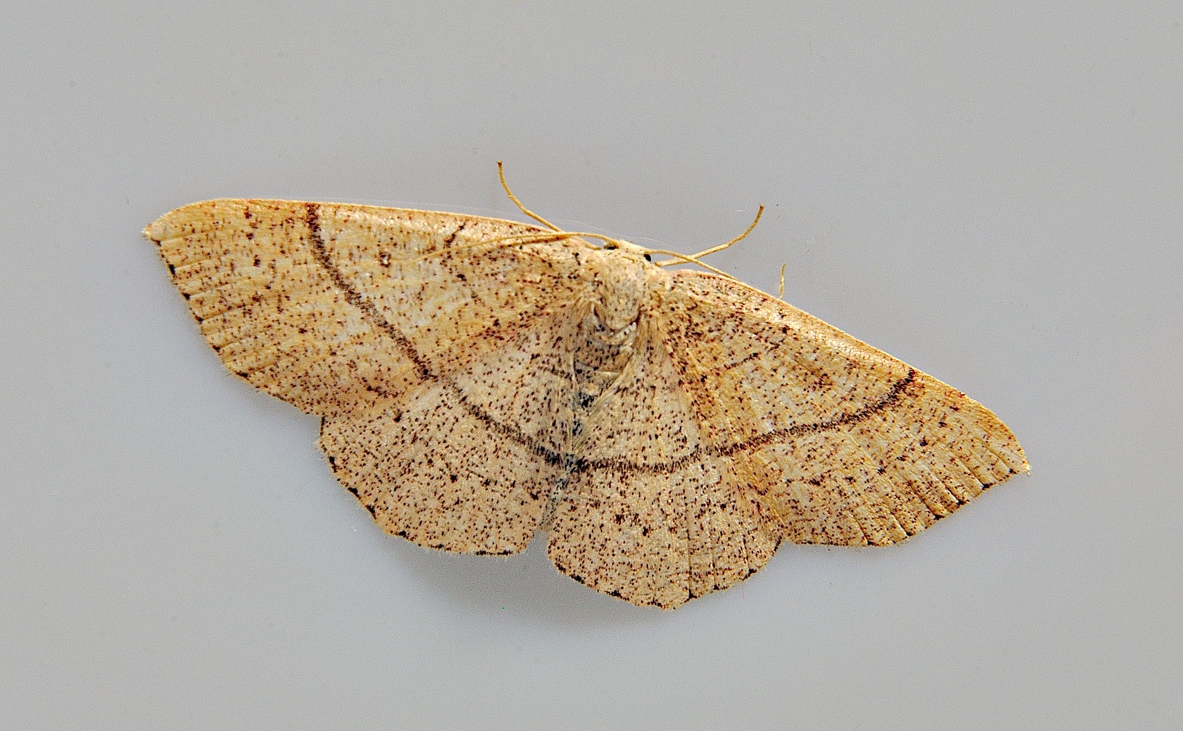 photo A037982, © Adriaan van Os, Corsavy 13-06-2017, altitudo 800 m, Cyclophora ruficiliaria ?