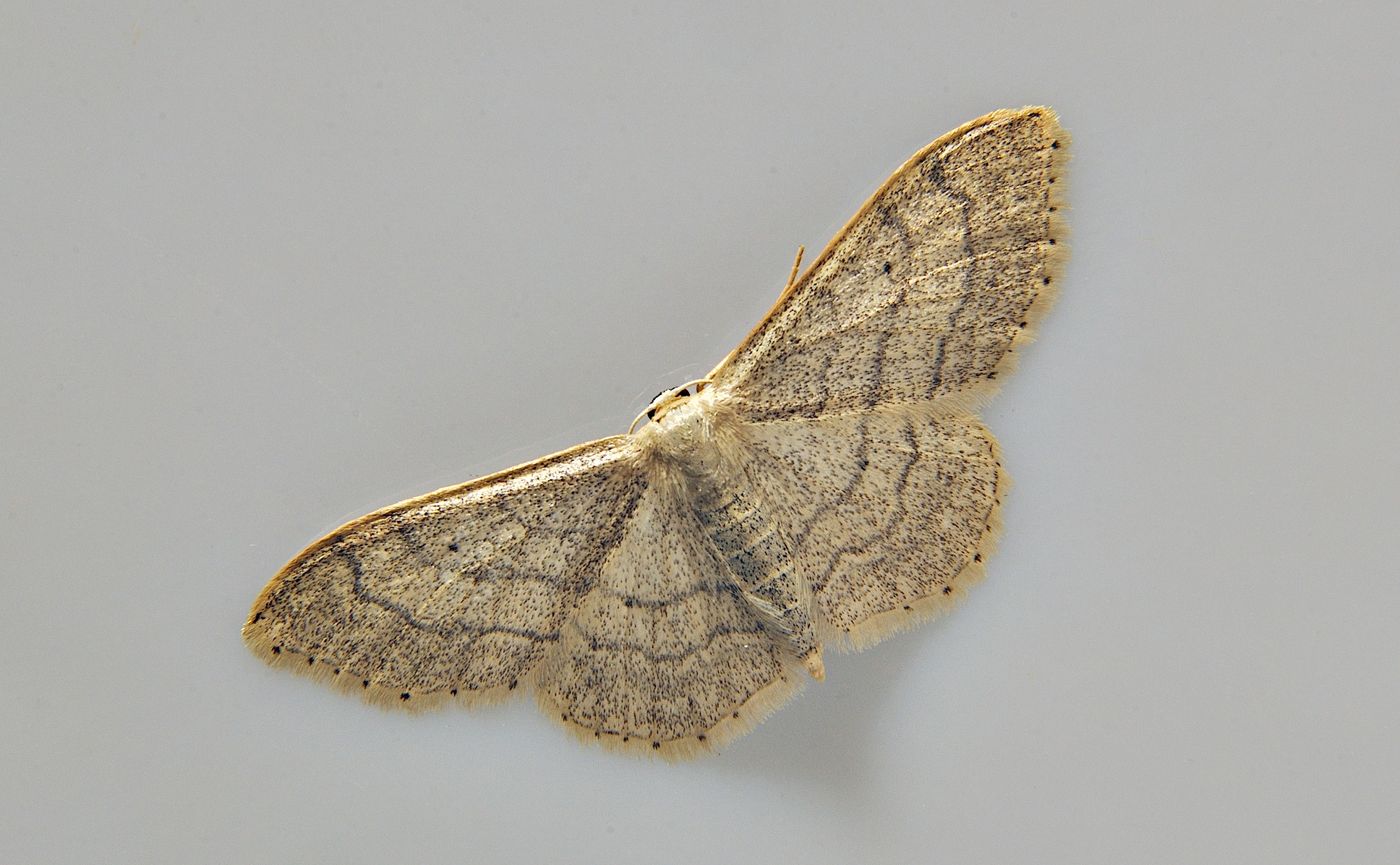 photo A038278, © Adriaan van Os, Corsavy 14-06-2017, altitude 800 m, Idaea deversaria ?