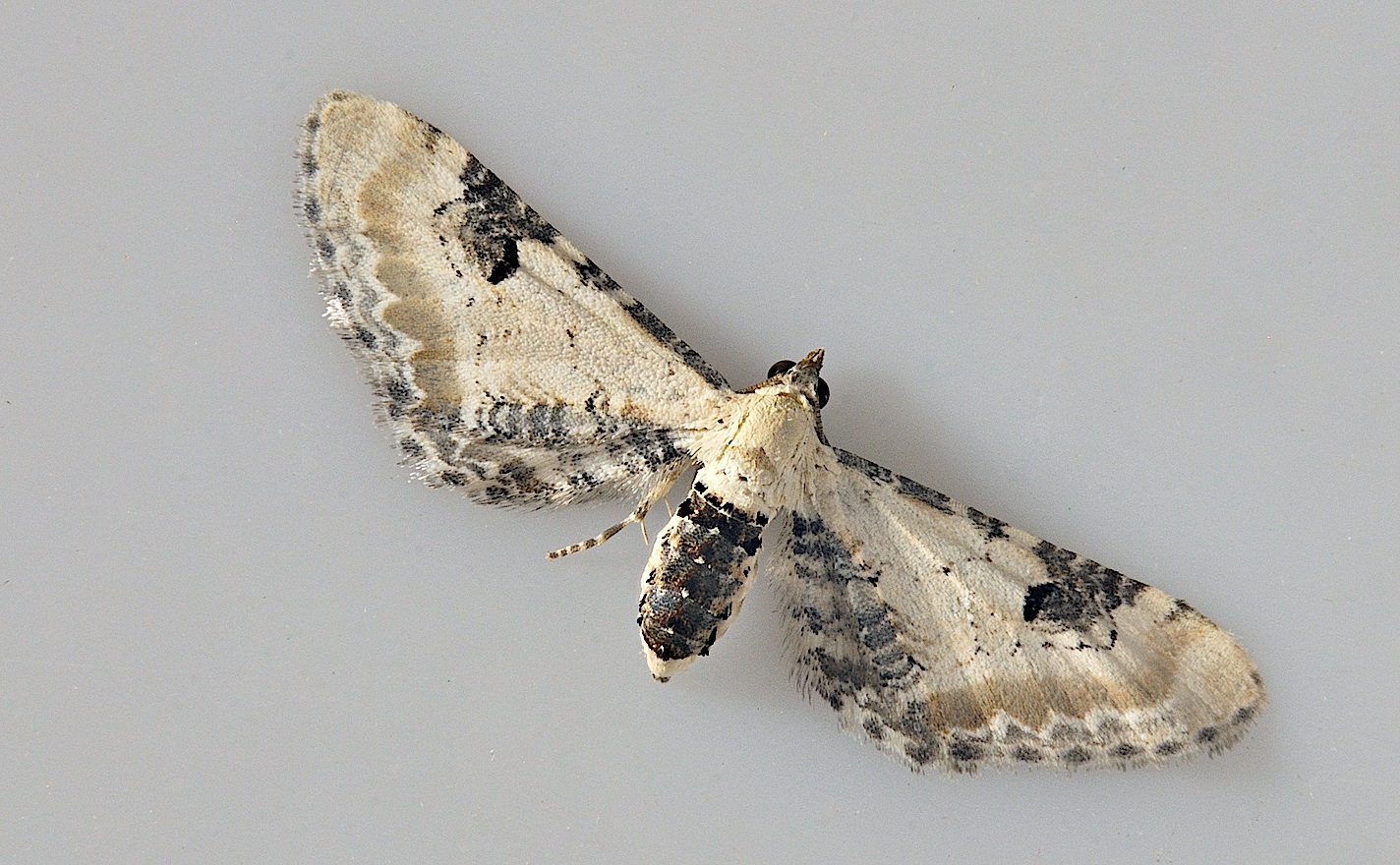 foto A038395, © Adriaan van Os, Corsavy 14-06-2017, hoogte 800 m, Eupithecia centaureata