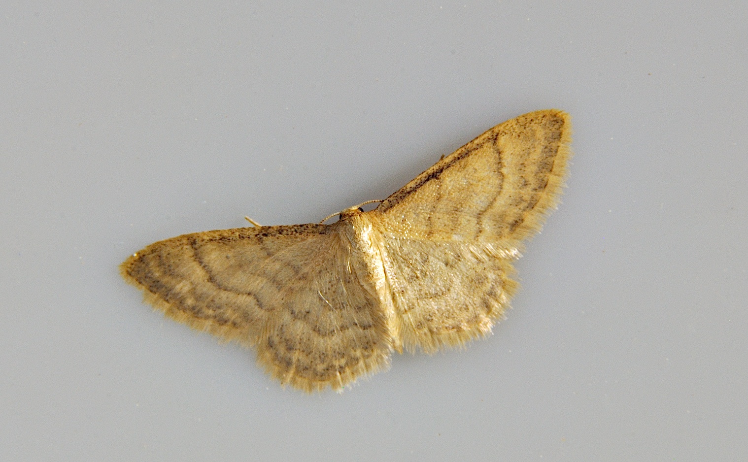 foto A038448, © Adriaan van Os, Corsavy 14-06-2017, hoogte 800 m, Idaea dilutaria
