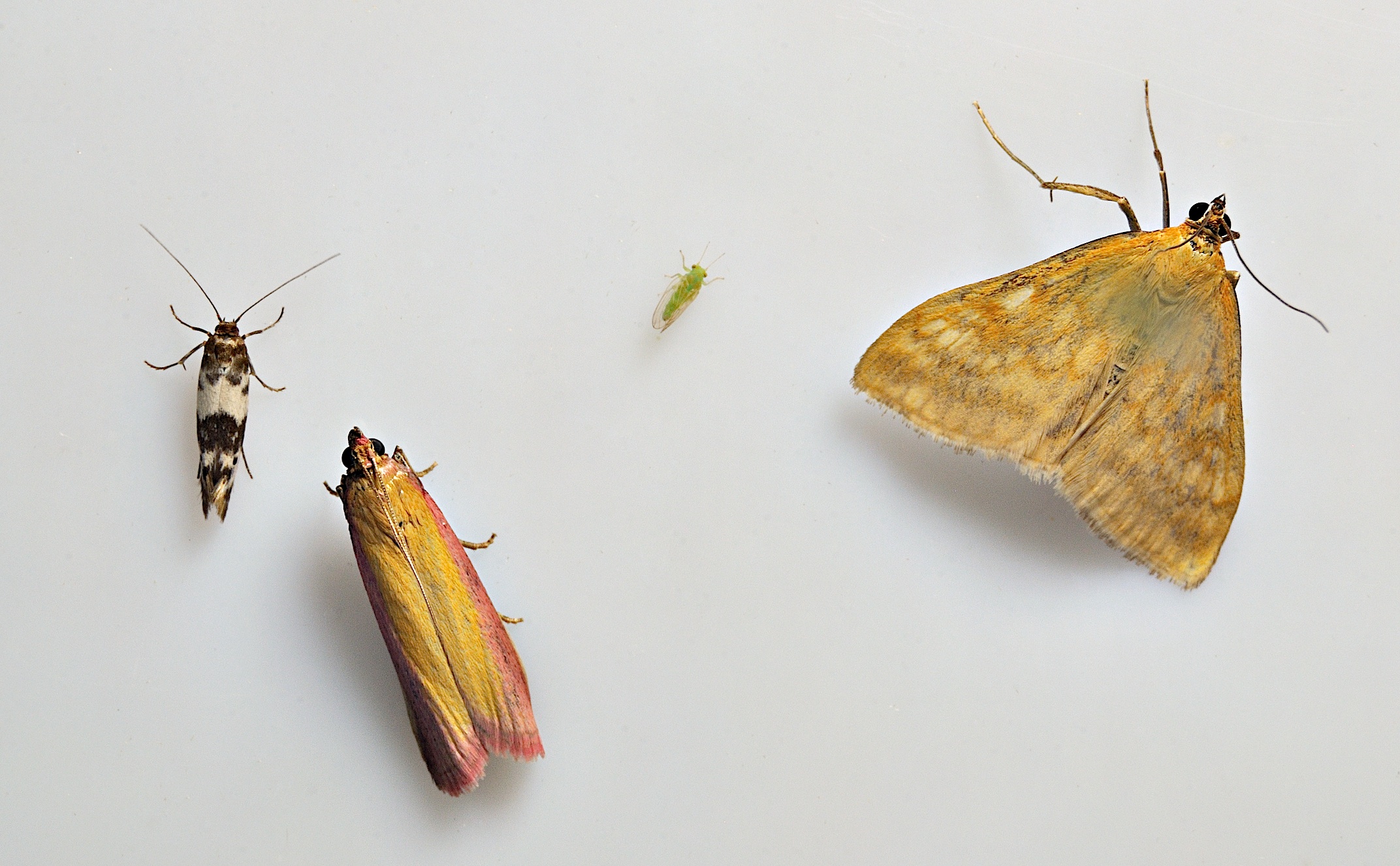 photo A038650, © Adriaan van Os, Corsavy 15-06-2017, altitude 800 m, Enolmis acanthella (at the left) with Oncocera semirubella (in the middle) and Sitochroa verticalis (at the right)