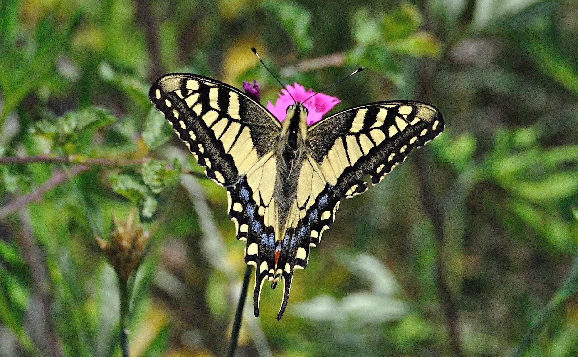 foto A038820, © Adriaan van Os, Corsavy 15-06-2017, hoogte 800 m, Papilio machaon