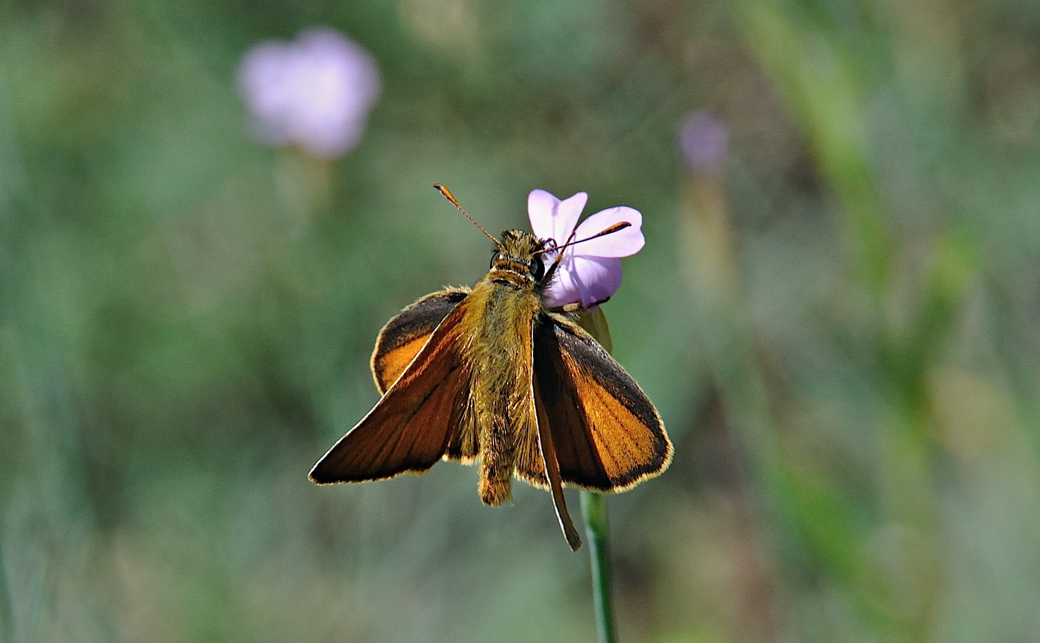 foto A038841, © Adriaan van Os, Corsavy 16-06-2017, hoogte 800 m, ♂ Thymelicus acteon ?