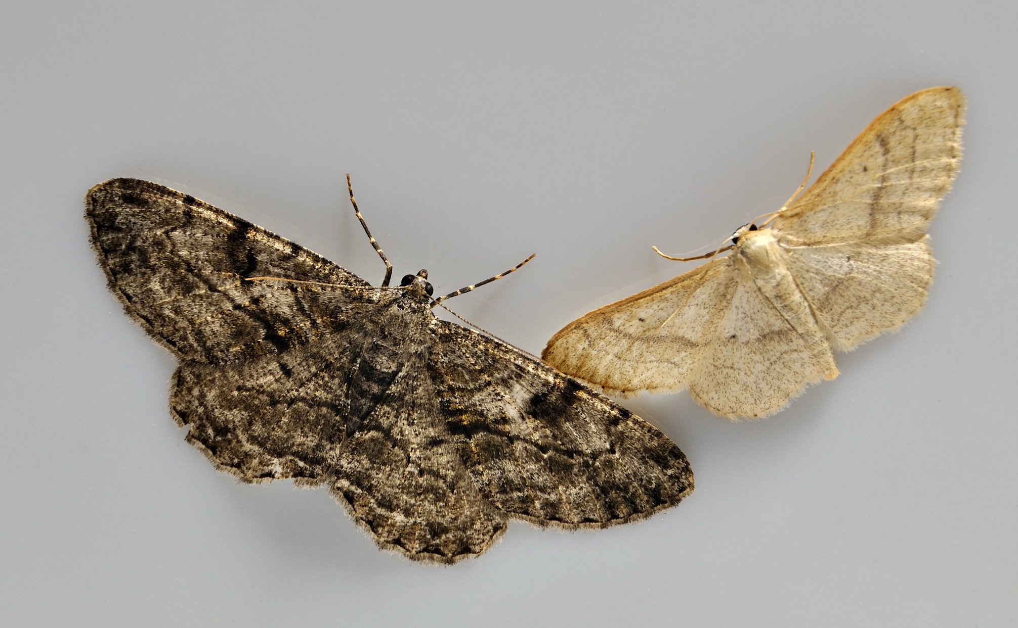 photo A039089, © Adriaan van Os, Corsavy 16-06-2017, altitude 800 m, Idaea deversaria ? ( droite) avec Peribatodes rhomboidaria ( gauche)