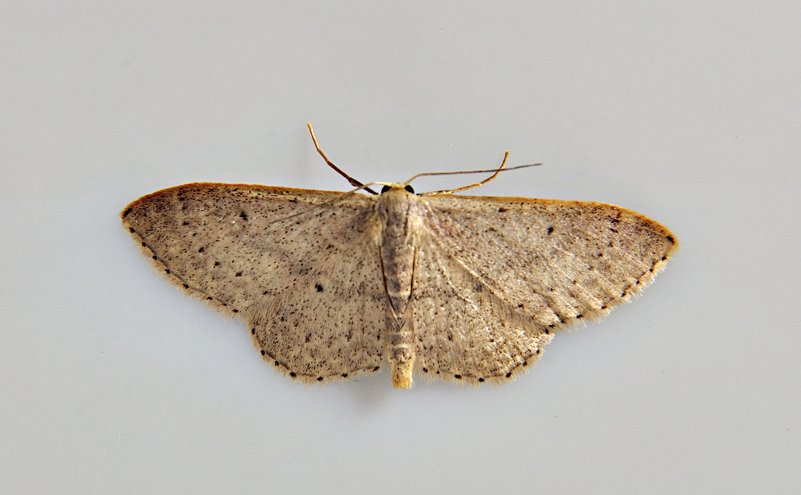 foto A039124, © Adriaan van Os, Corsavy 16-06-2017, altitud 800 m, Idaea predotaria