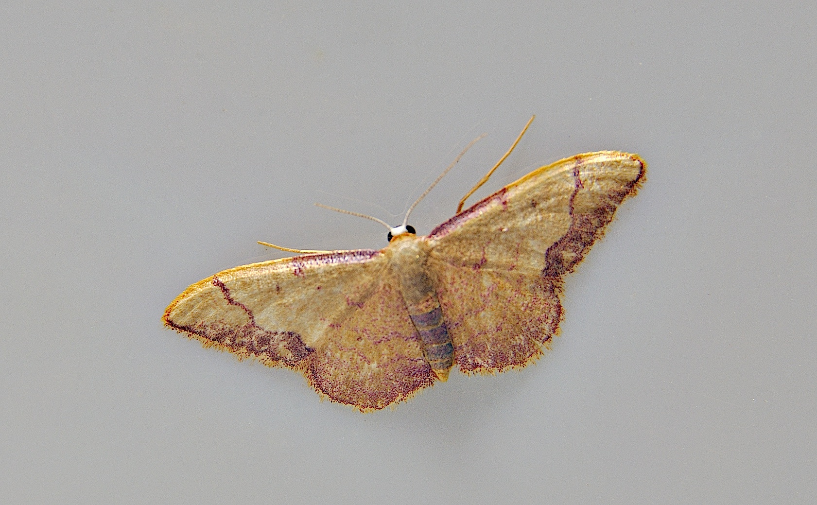 foto A039366, © Adriaan van Os, Corsavy 16-06-2017, hoogte 800 m, Idaea ostrinaria