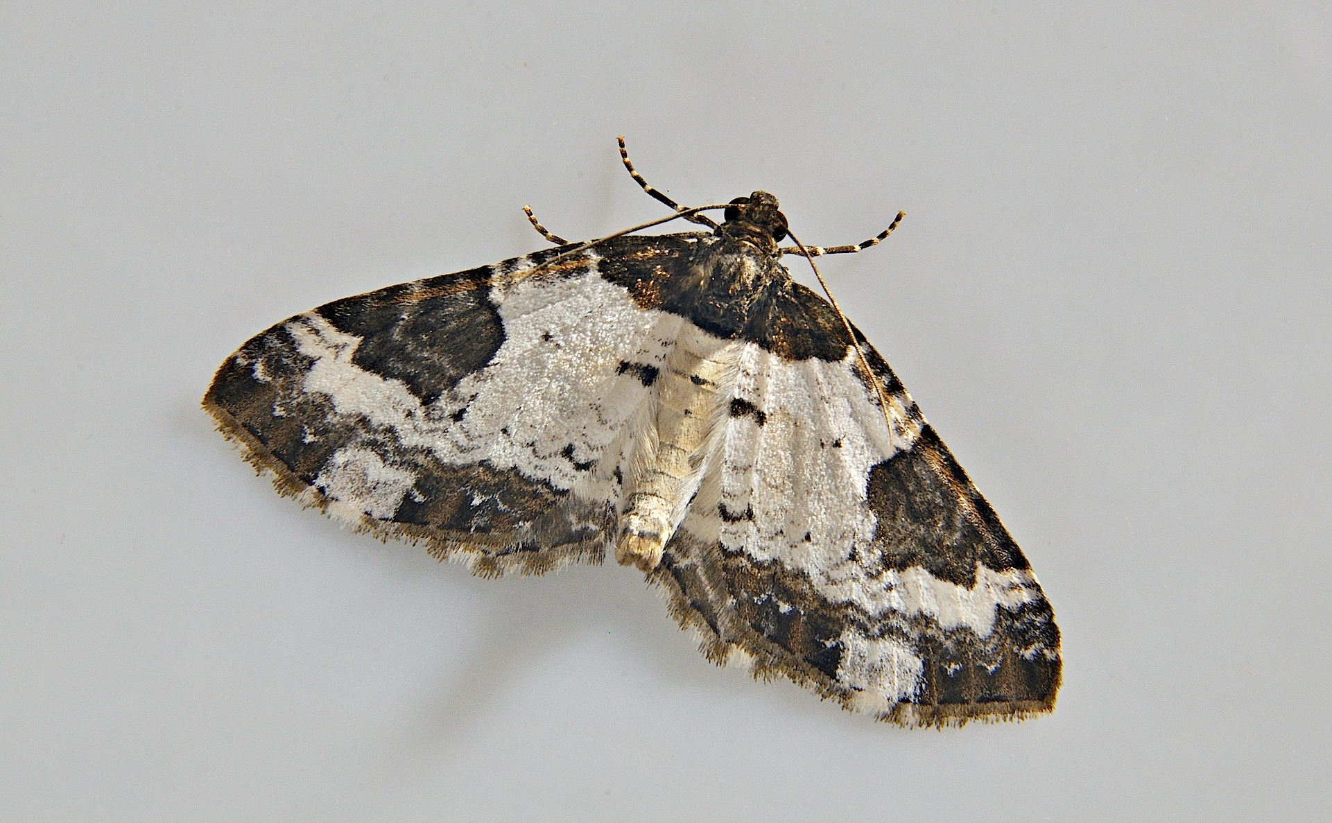 foto A039589, © Adriaan van Os, Corsavy 17-06-2017, hoogte 800 m, Melanthia procellata