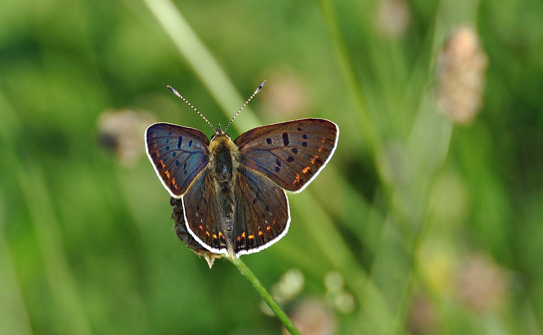 foto A040588, © Adriaan van Os, Corsavy 21-06-2017, hoogte 800 m, ♂ Lycaena tityrus