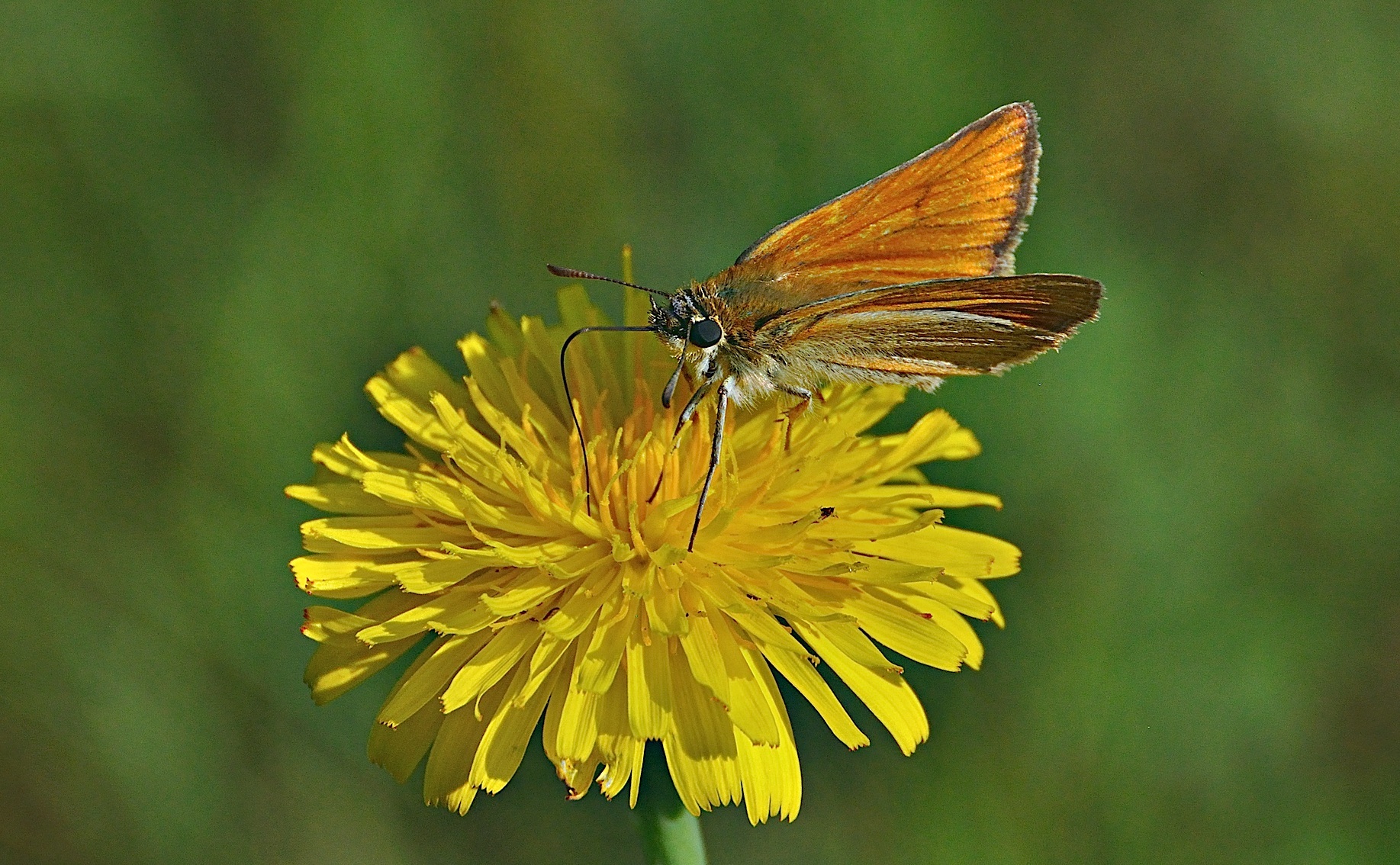 foto A040678, © Adriaan van Os, Corsavy 21-06-2017, hoogte 800 m, ♀ Thymelicus lineola ?