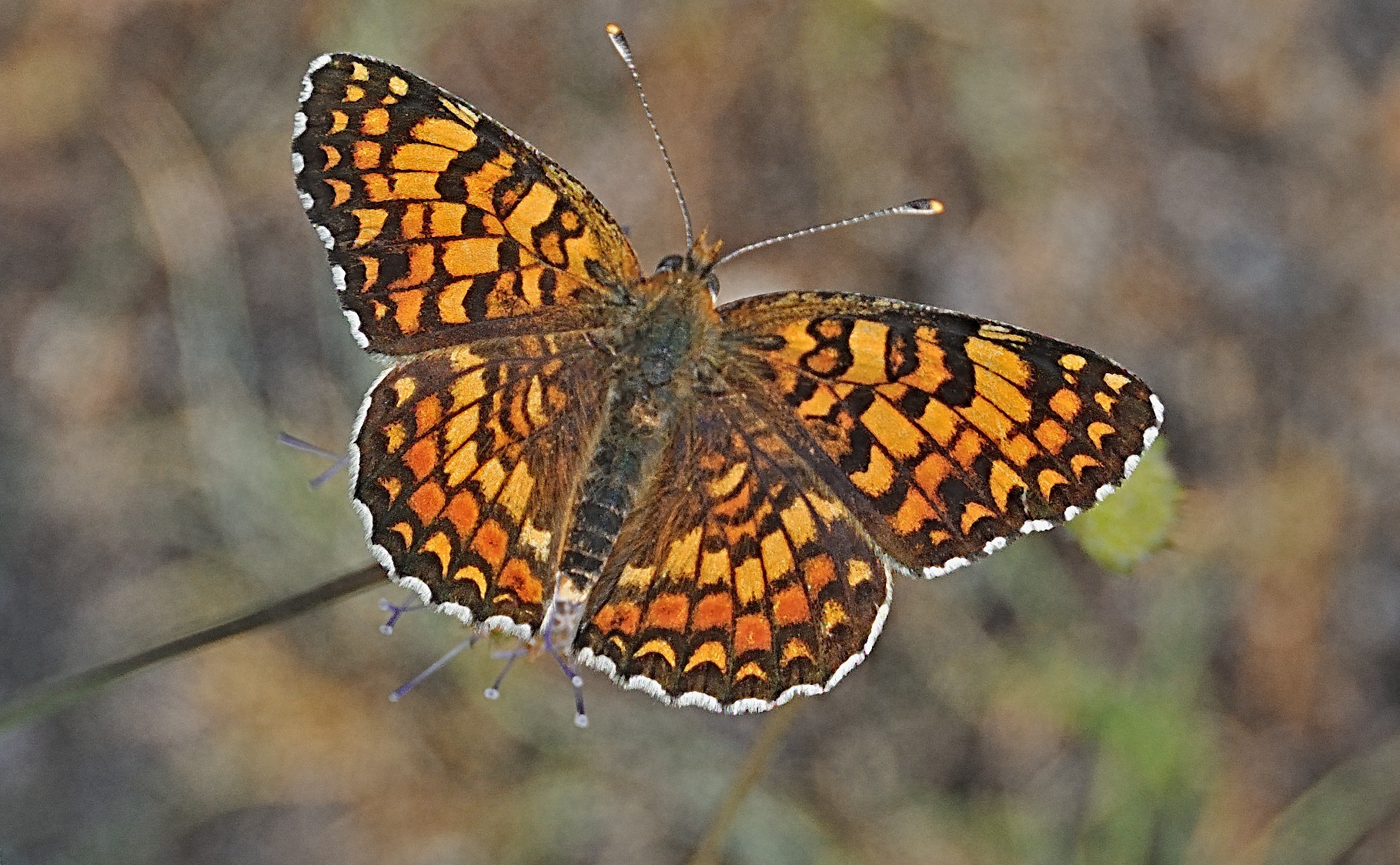 foto A040699, © Adriaan van Os, Corsavy 21-06-2017, altitud 800 m, Melitaea phoebe